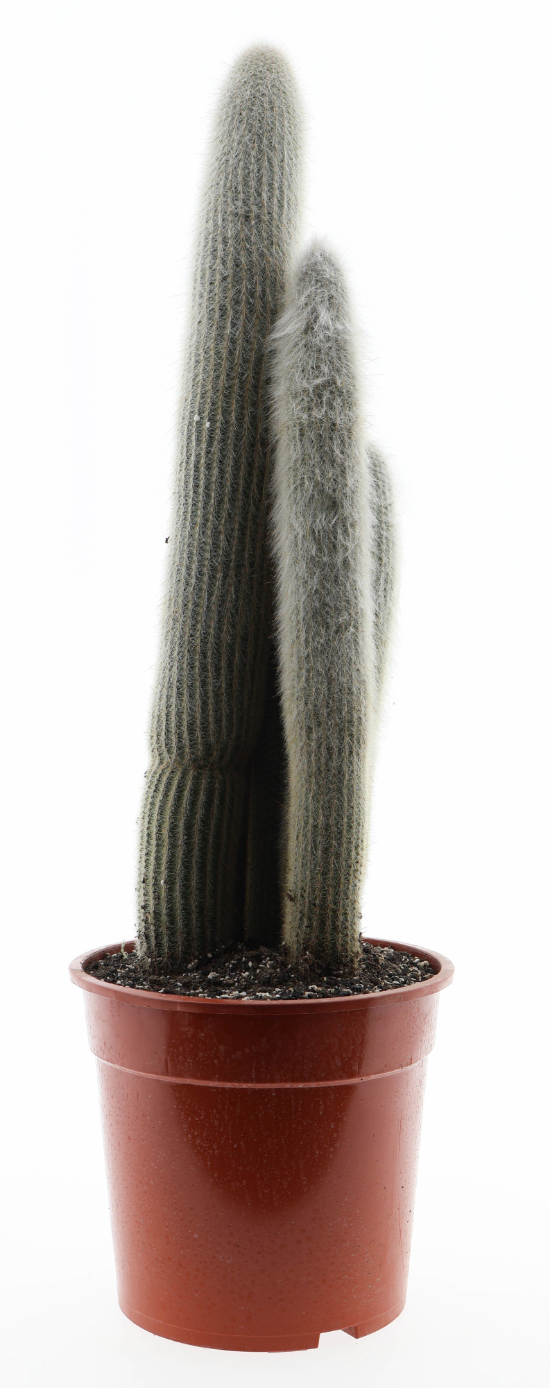 Cleistocactus strausii, D 27