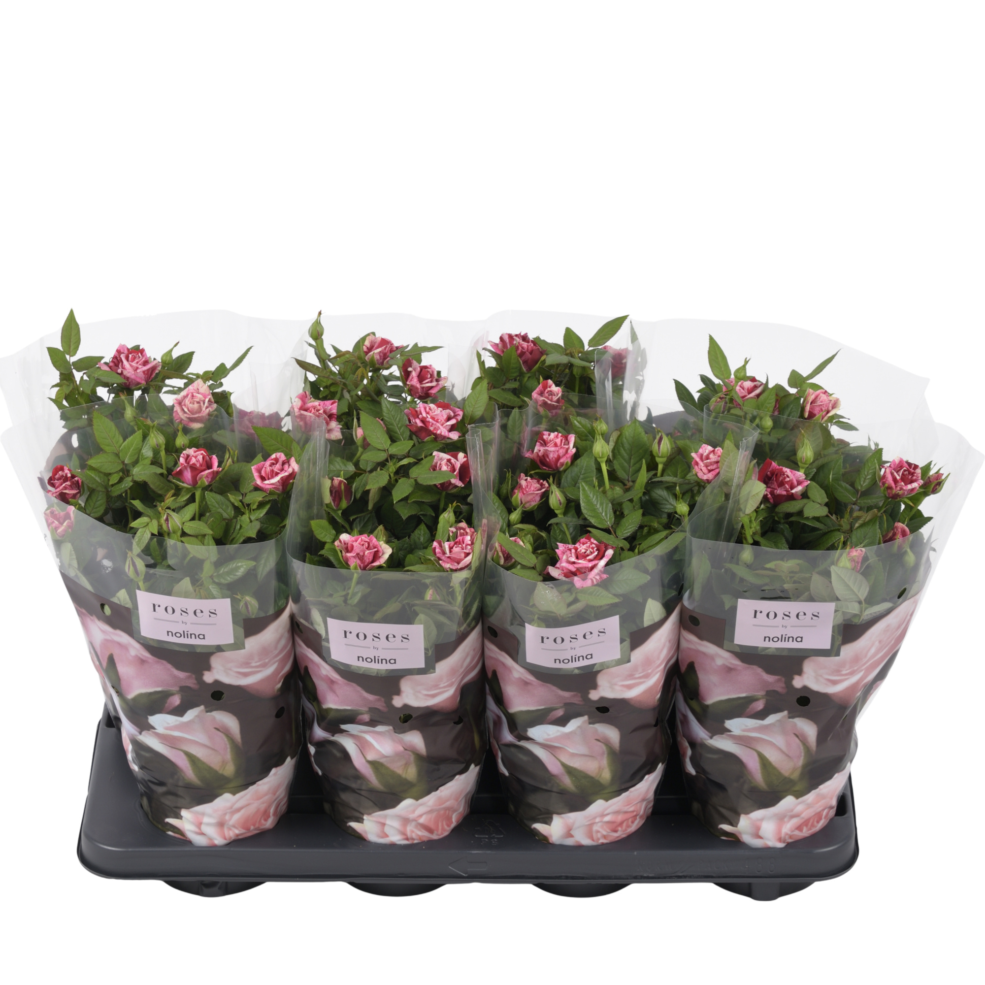 Nolina Special Roses Ø 13 cm Ganna, D 13