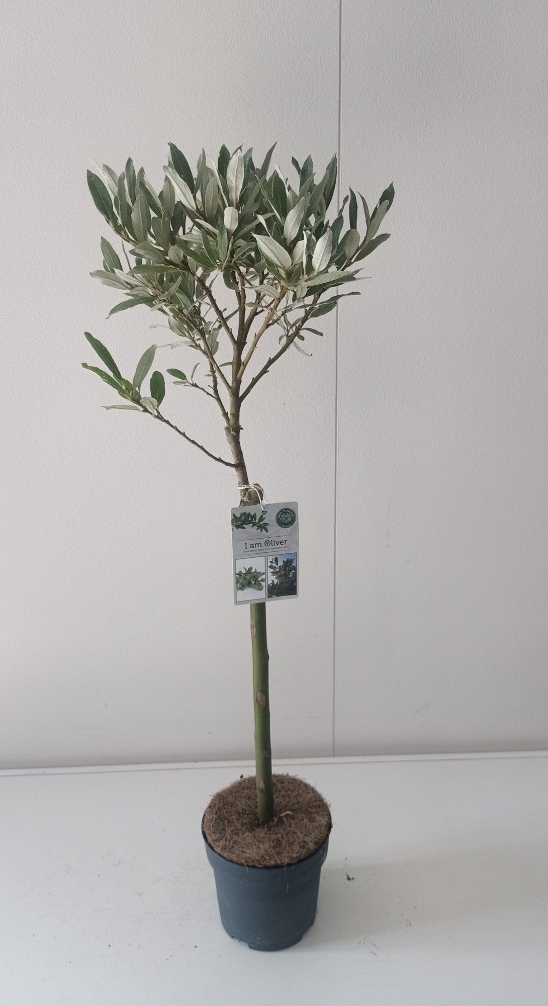 Salix Helvetica stam 40, D 14 cm