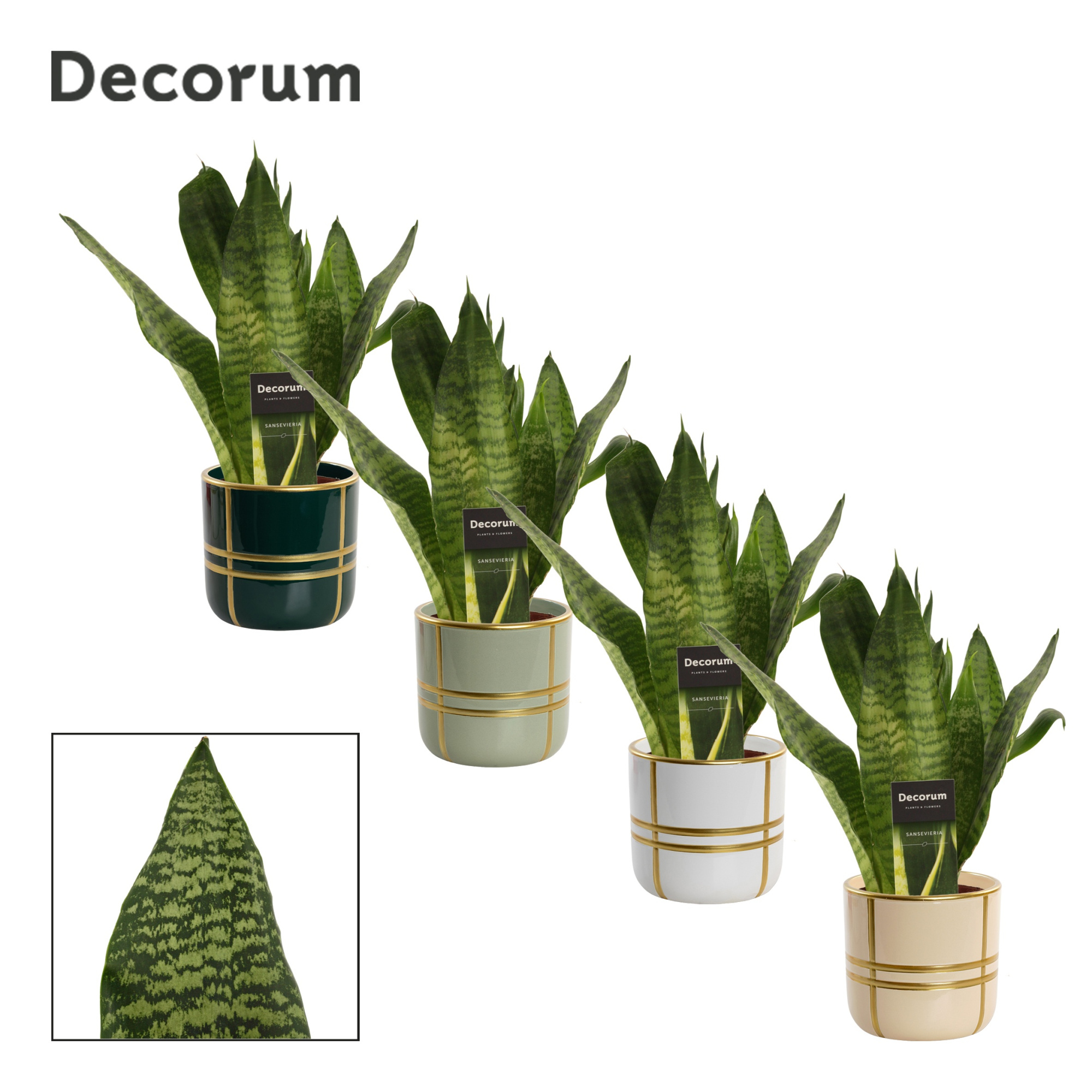 Sansevieria Super Green 12 cm in Lauri (Top blend-collection), D 12 cm