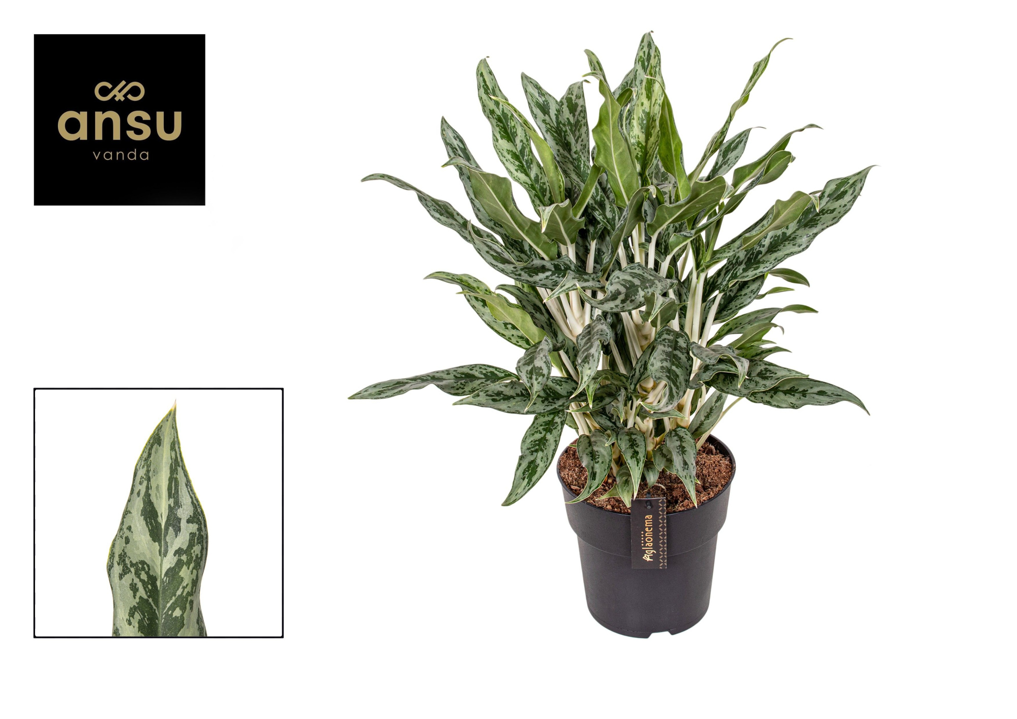 Aglaonema Greyhound, D 19 cm