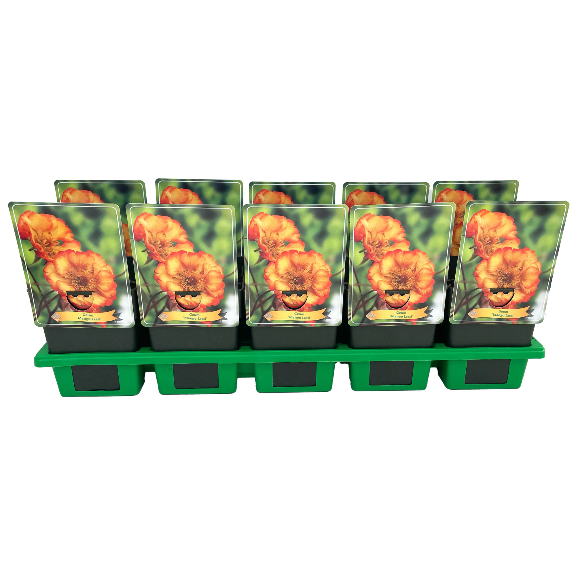 Geum 'Mango Lassi' P11, D 11 cm