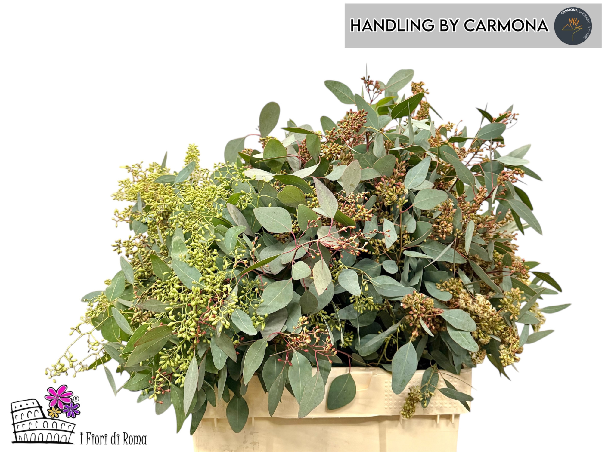 Эвкалипт Палиантемос (с ягодами) за пучок 60, пуч.