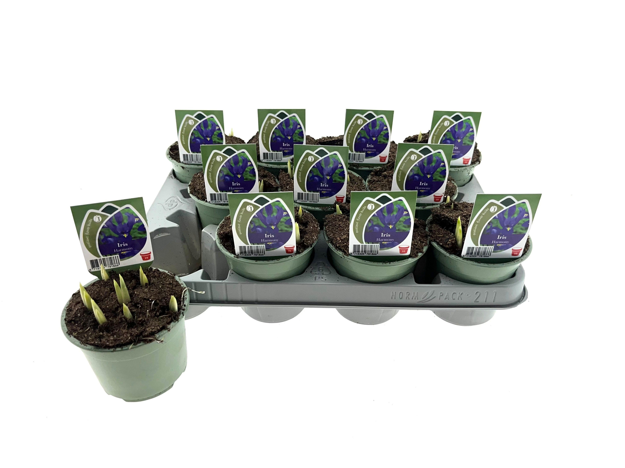 Iris Harmony 10 cm, D 10