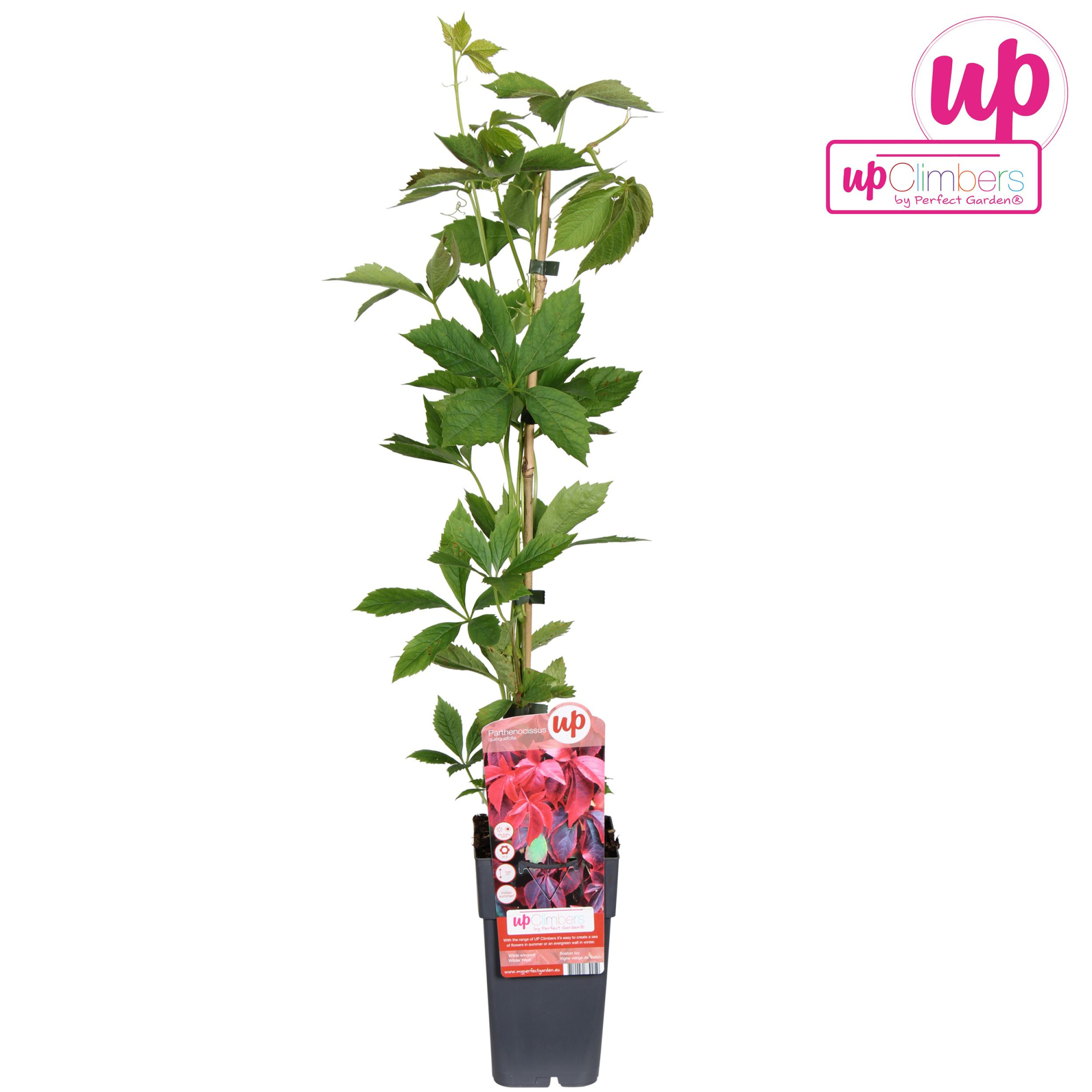 Parthenocissus quinquefolia P15, D 15 cm