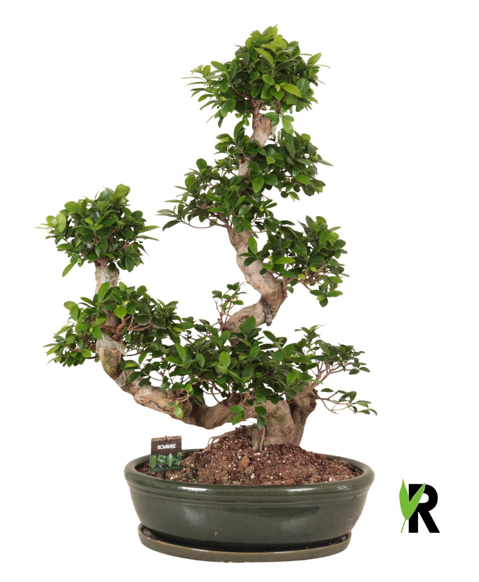 Ficus micr. Waterval in keramiek ovaal schaal met schotel groen, D 50 cm