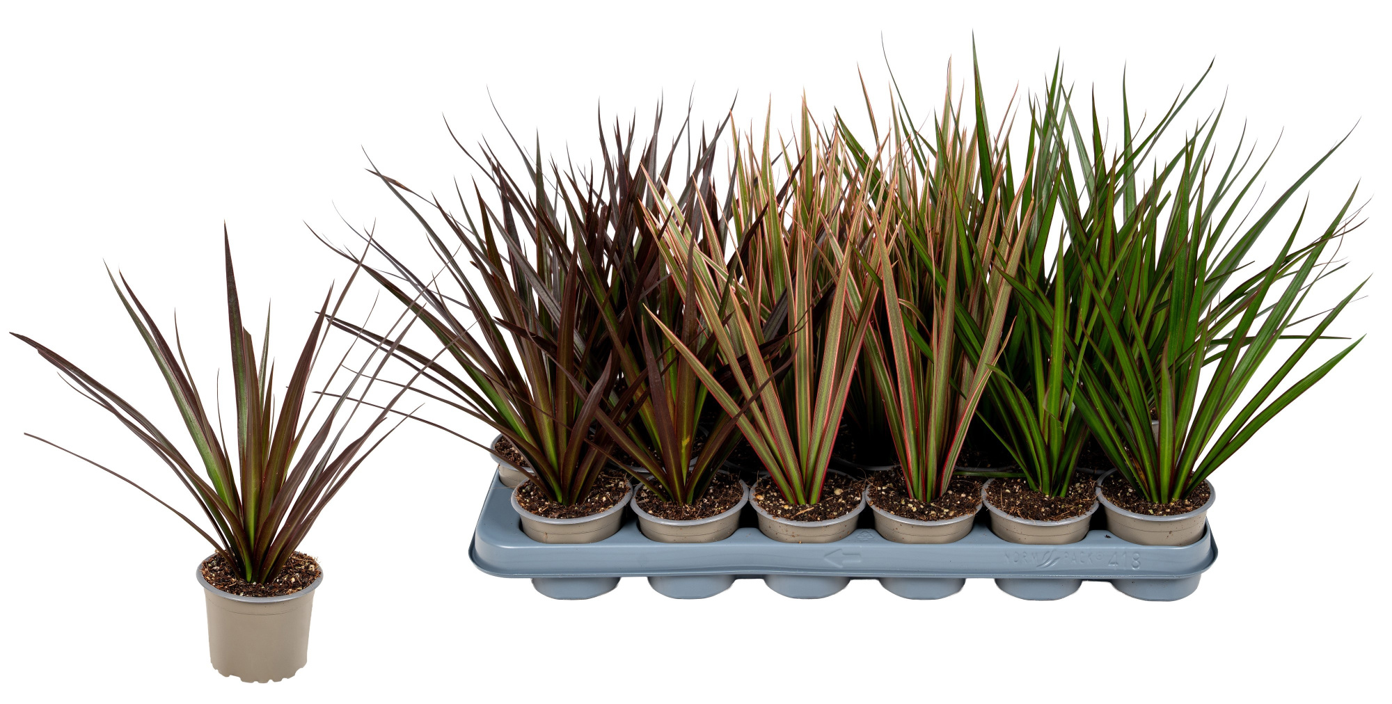 Dracaena Magrinata 3 soorten(Bicolor, Magrinata en Magenta), D 9 cm