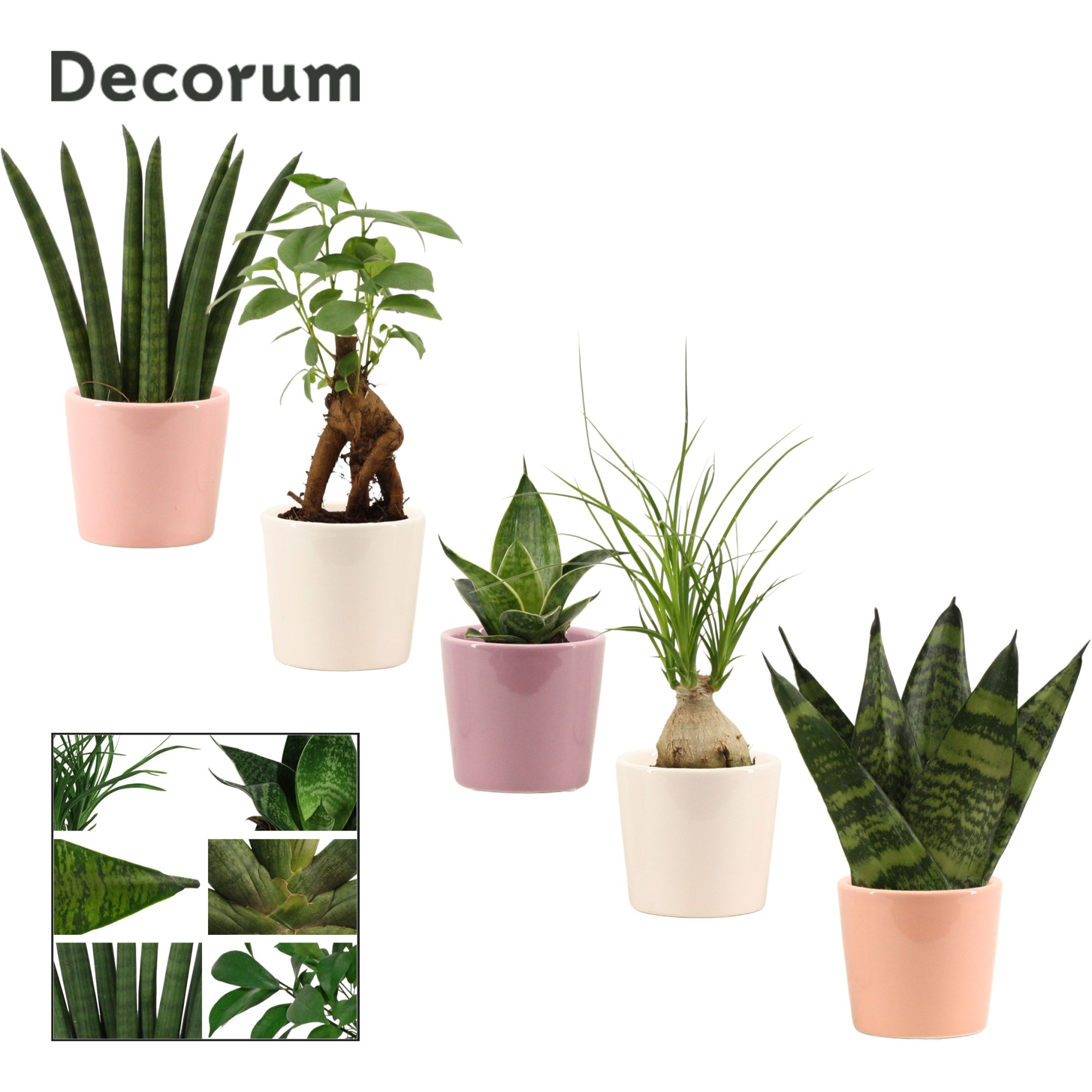 Groenmix mini in Maui (Party love-collection), D 6 cm