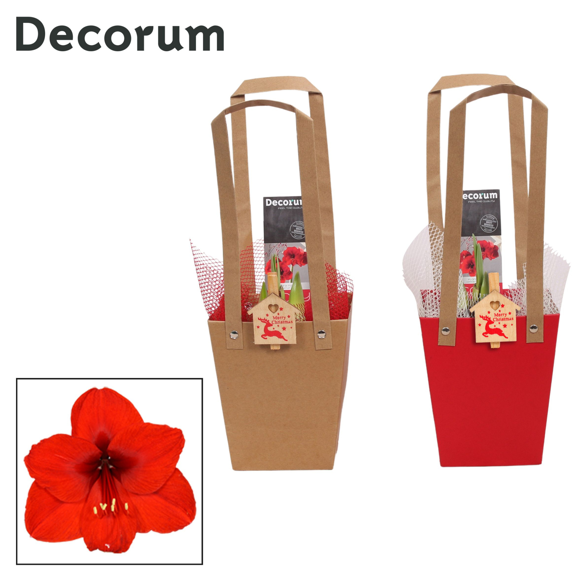 Amaryllis Rood 2 Knop in Giftbag KERST (Decorum), D 12 cm