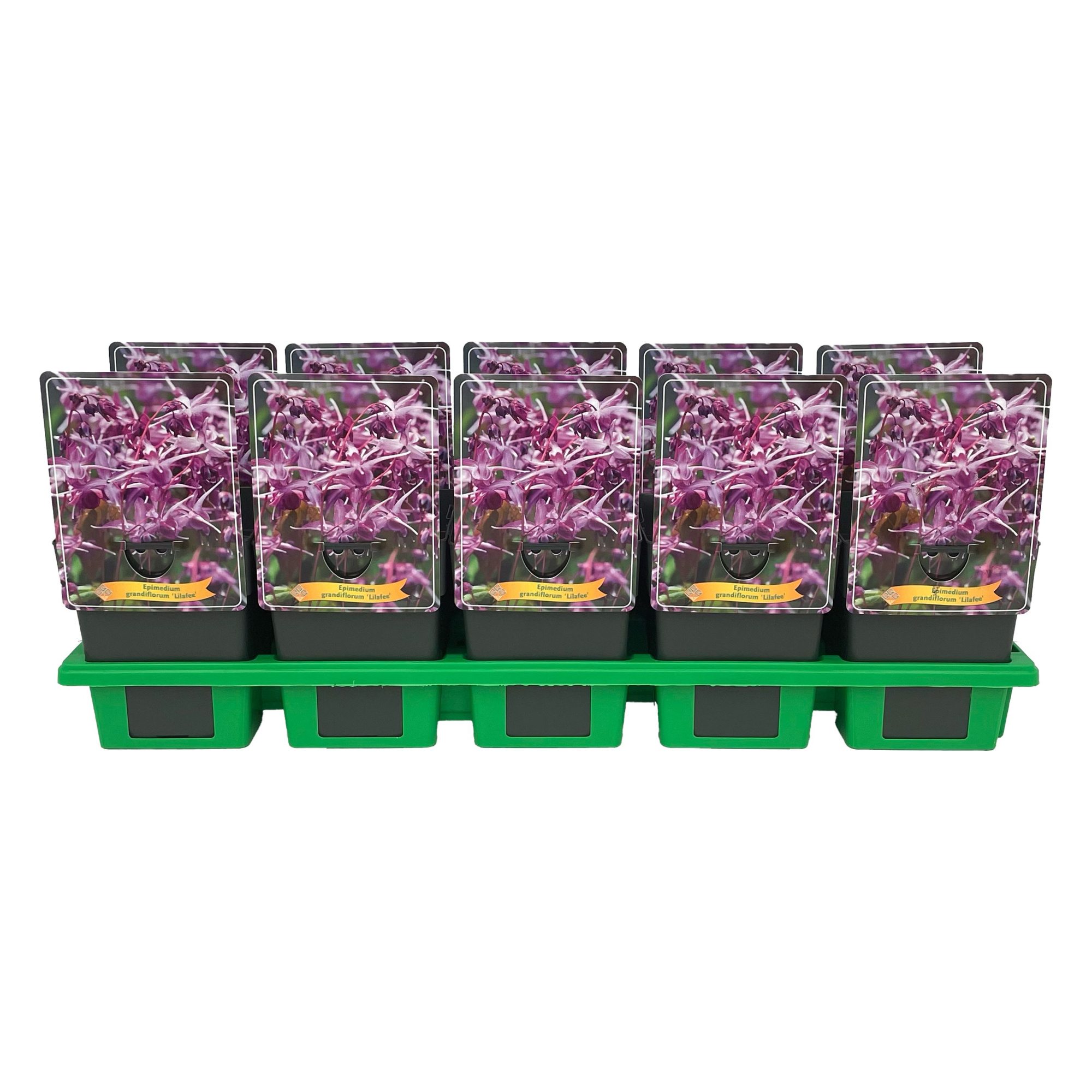 Epimedium grandiflorum 'Lilafee' P11, D 11