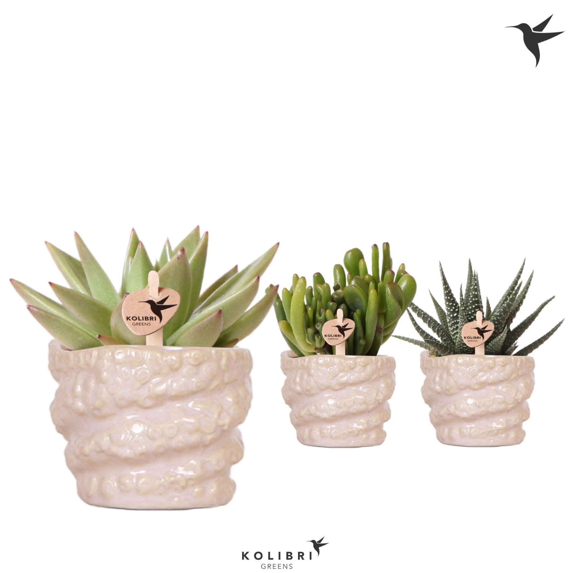 Kolibri Greens Succulenten mix in Octopus pot, D 6 cm