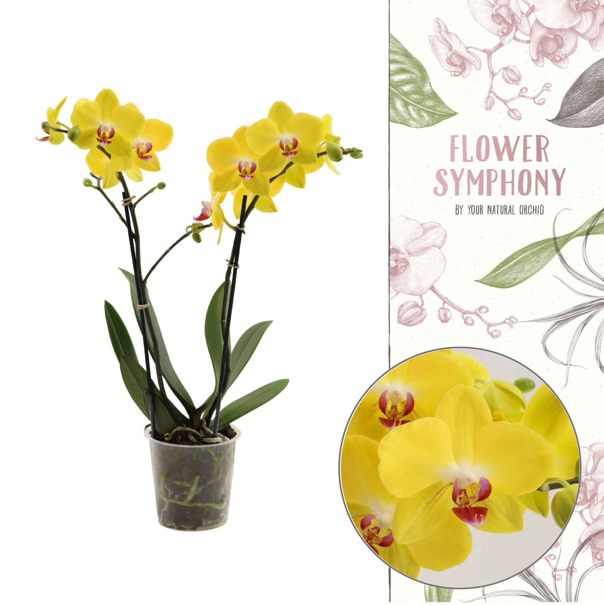 Flower Symphony | Avola | Phalaenopsis 2 spike, D 12 cm