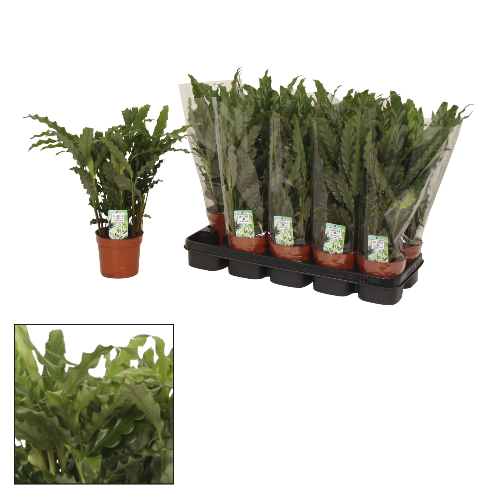 Calathea 12cm Bluegrass, D 12 cm