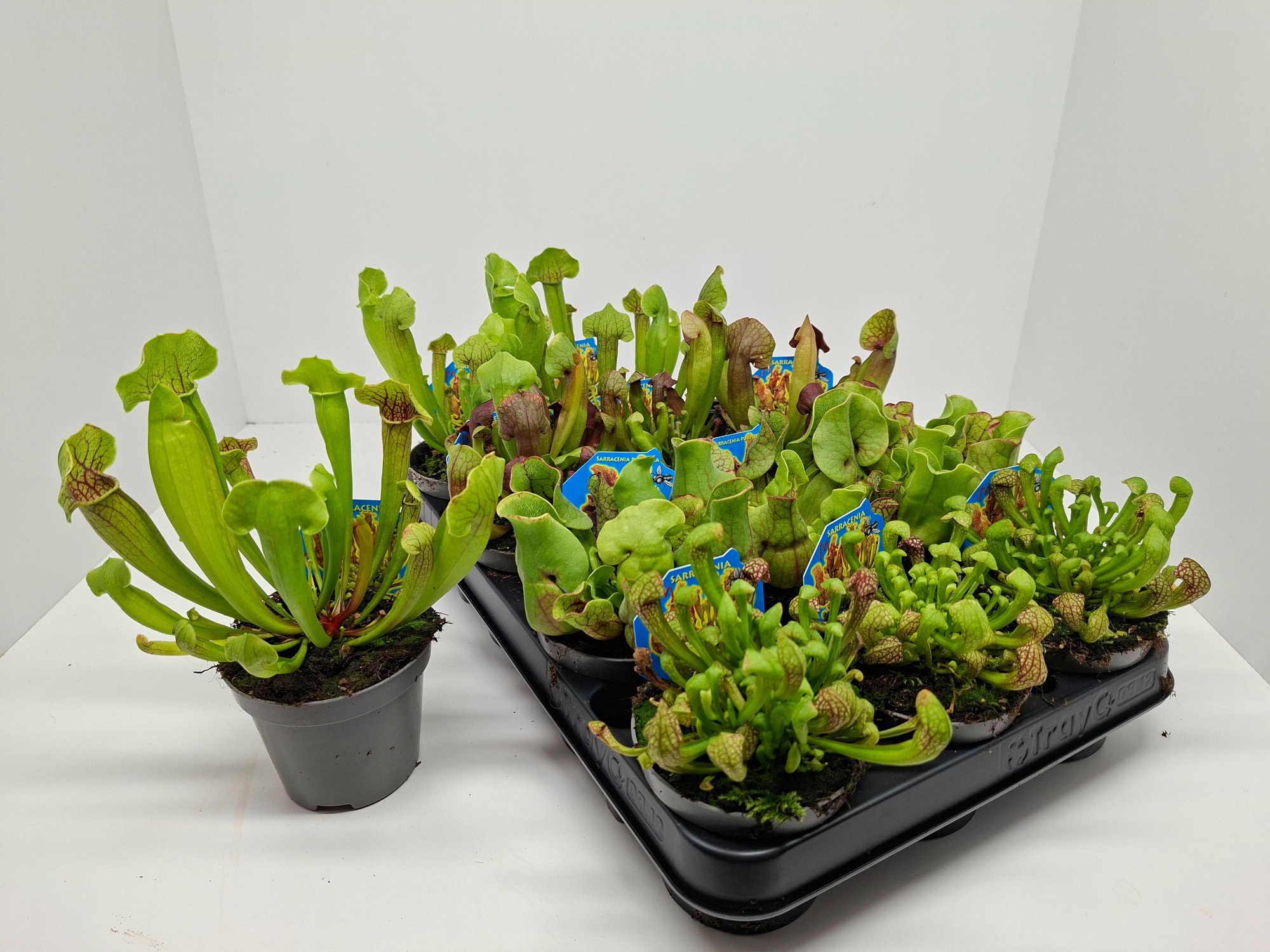 Sarracenia kelken gemengd 4 soorten 9cm, D 9