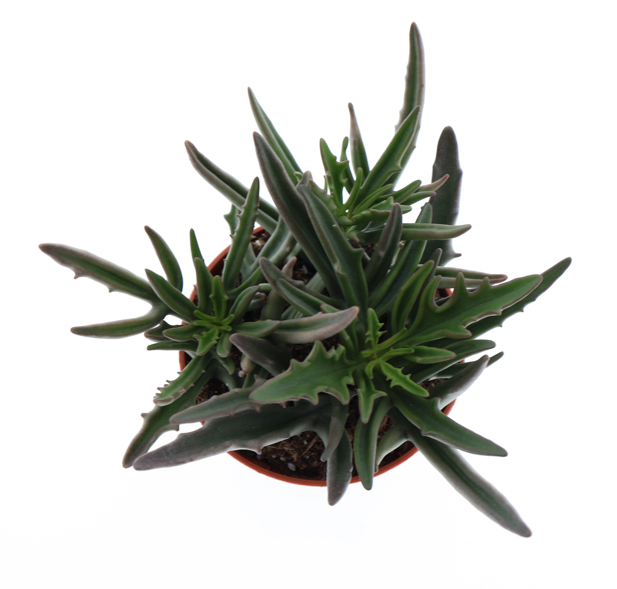 Kalanchoe spider, D 8,5 cm