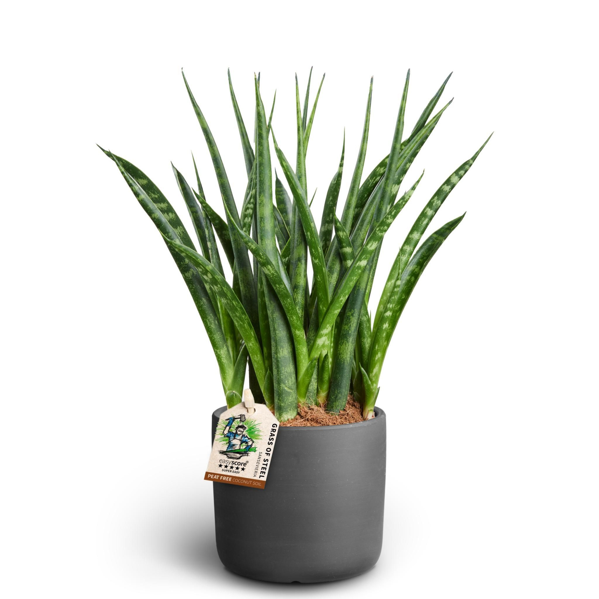 Raw Black, Sansevieria ´Fernwood´, D 10 cm