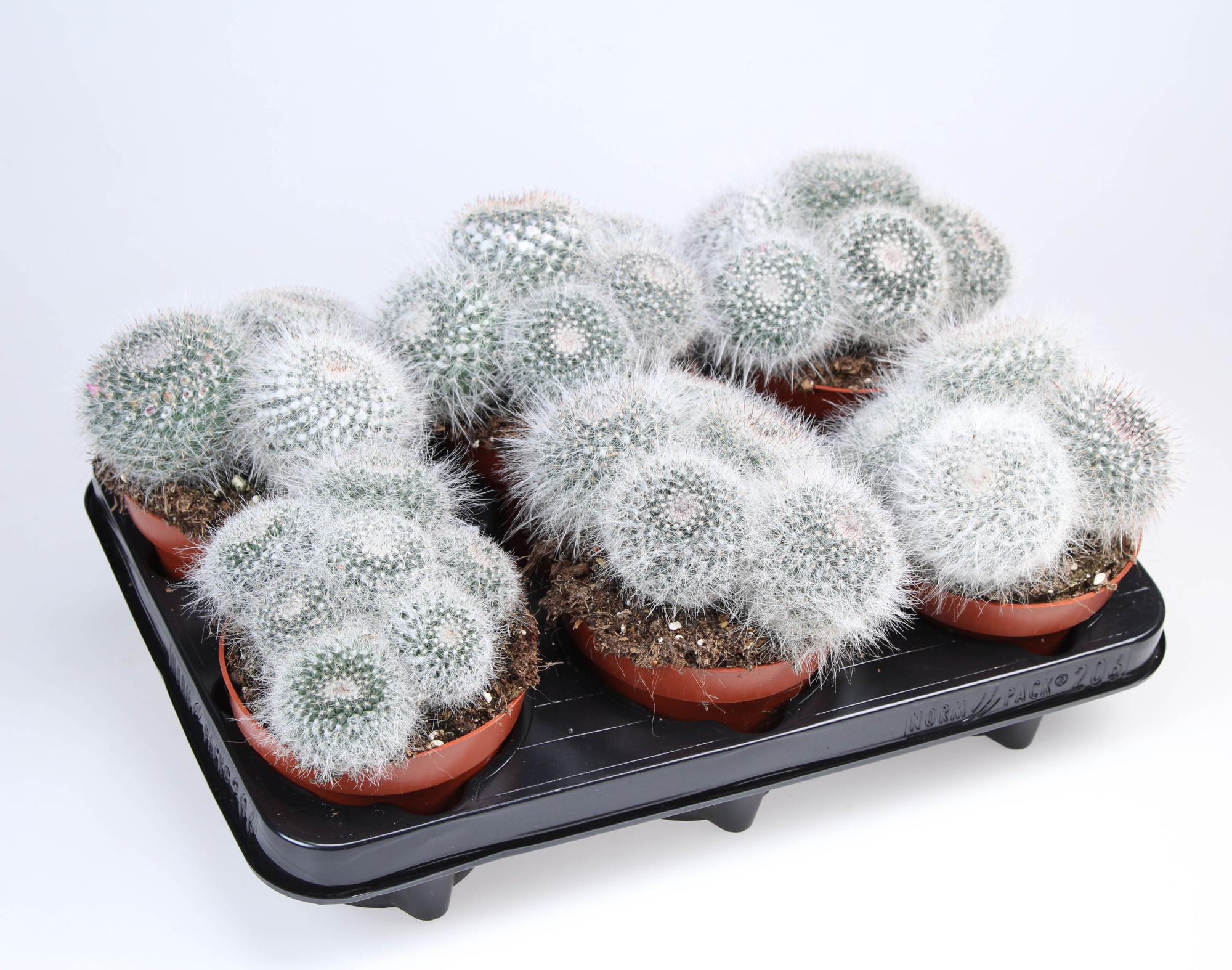 Mammillaria Hahniana dubbel, D 12