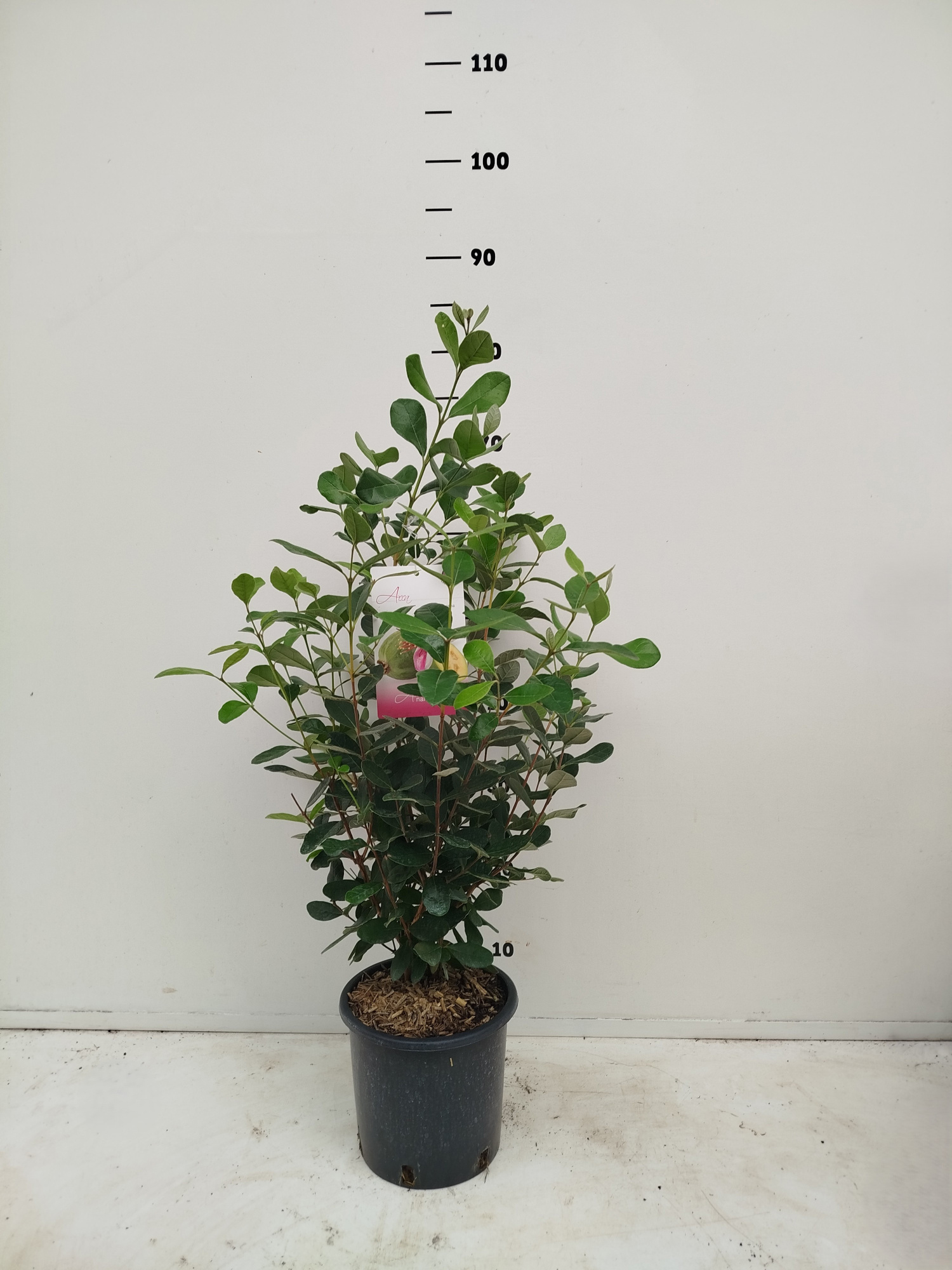 Acca sellowiana, D 19