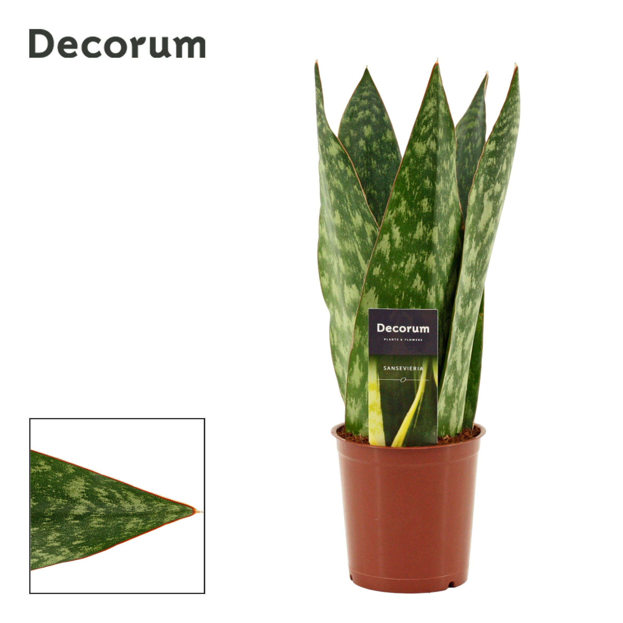 Sansevieria Jamaiquina Queen 12 cm (Decorum), D 12