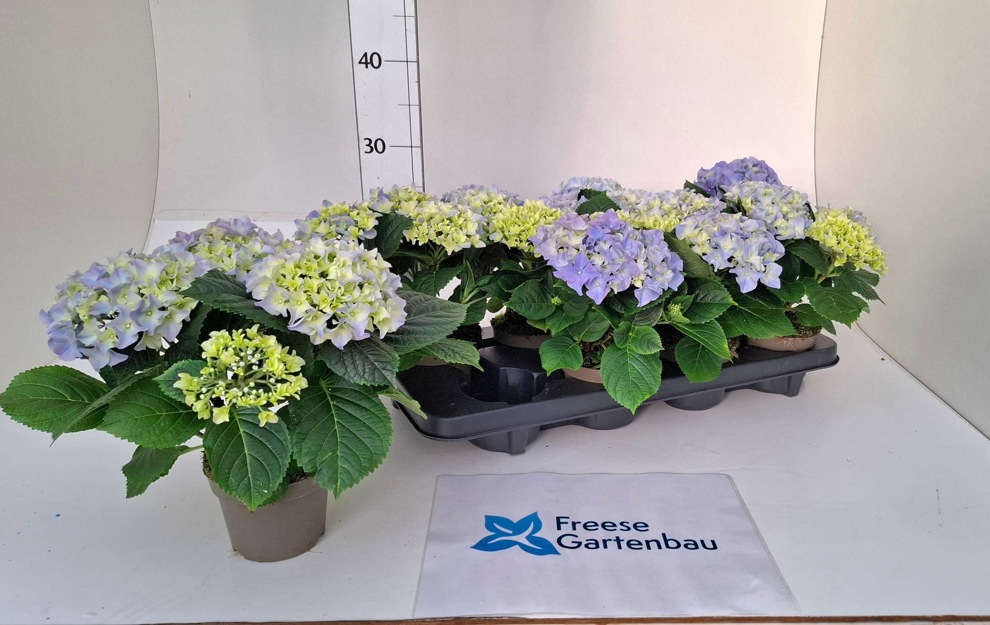 Hydrangea macrophylla, D 10