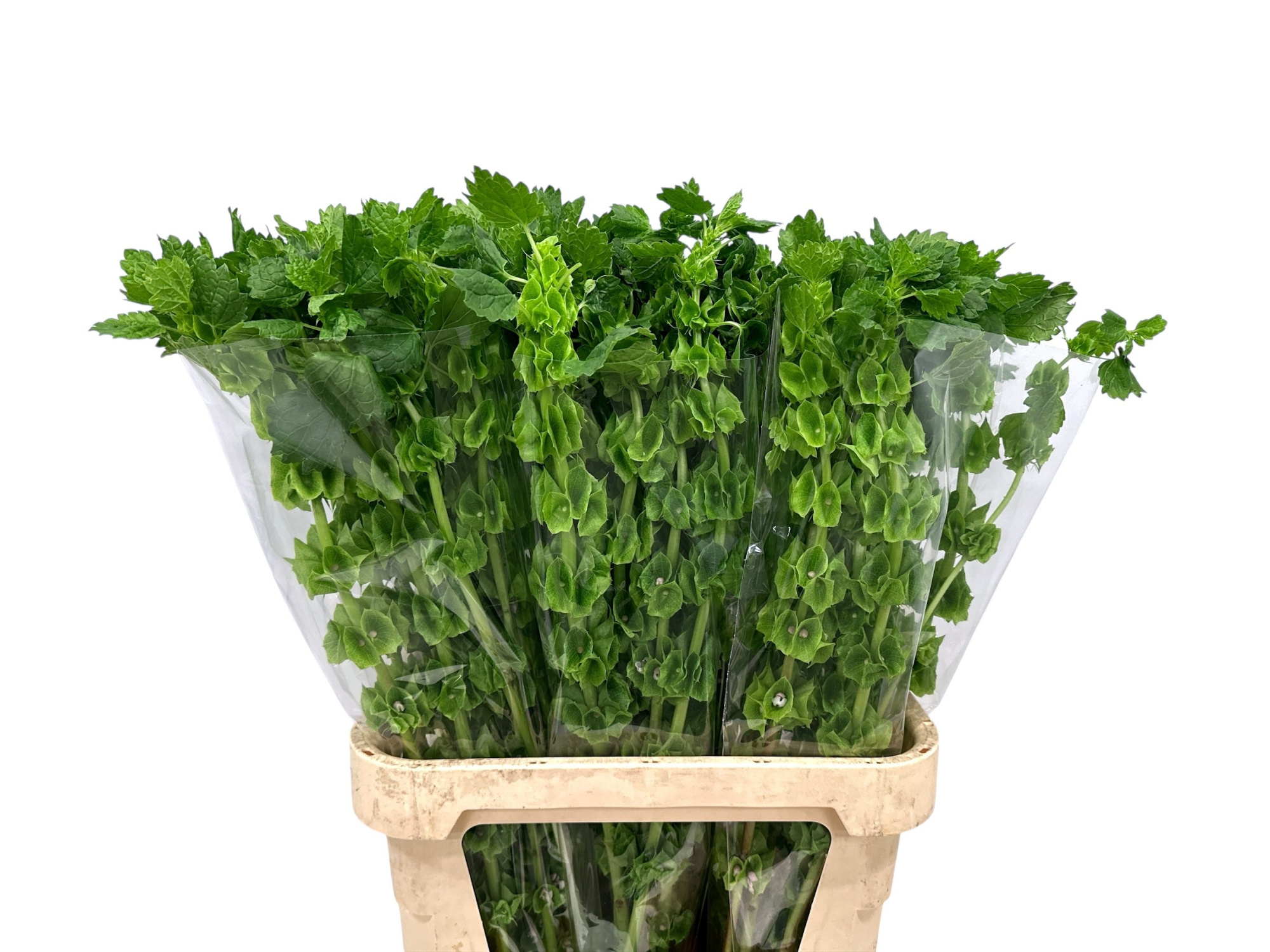 Молюцелла Овериг за стебель 90 (зел.), шт.