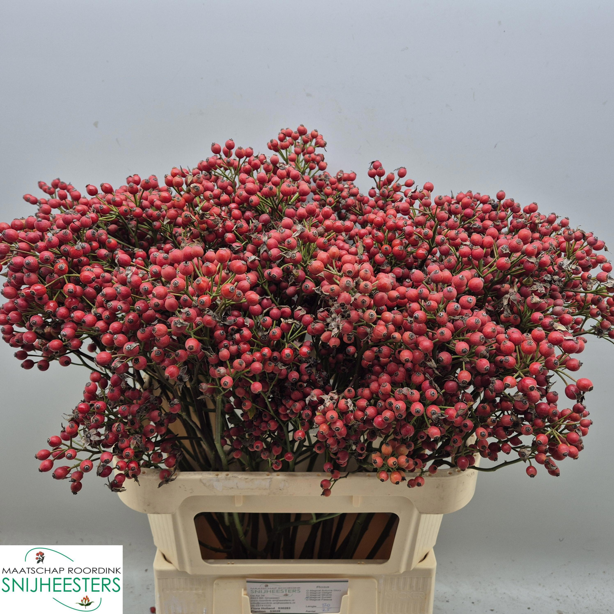 Рузботель Мэджикал Сансет 80, шт.