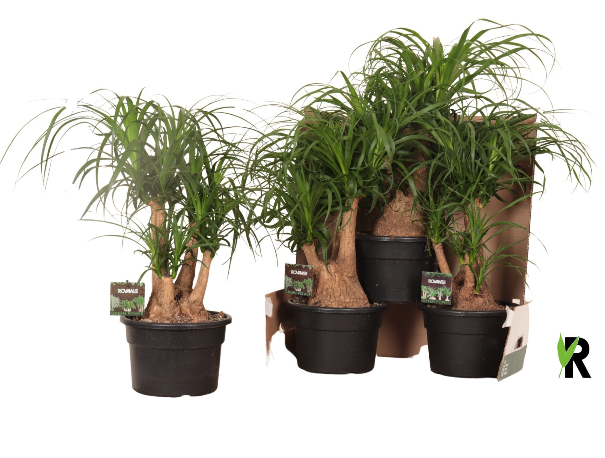 Beaucarnea rec. vertakt in fust 352, D 23 cm