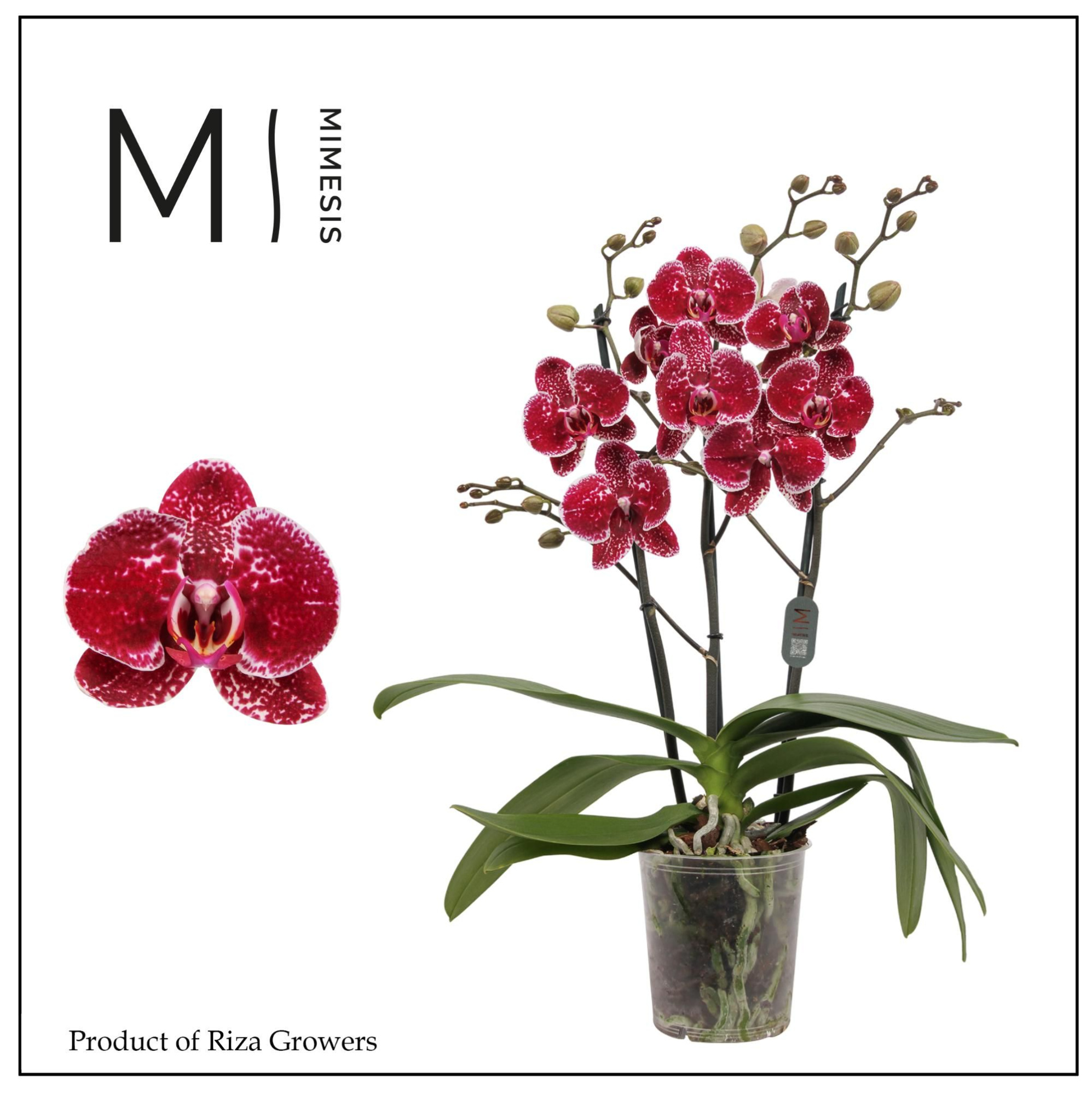 Mimesis Phal. Eduction - 3 spike 12cm, D 12 cm