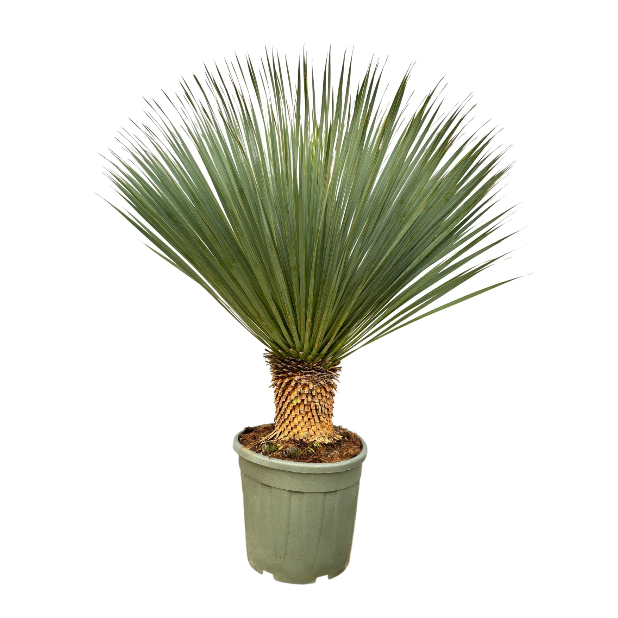 Yucca Rostrata - 110cm, D 40 cm