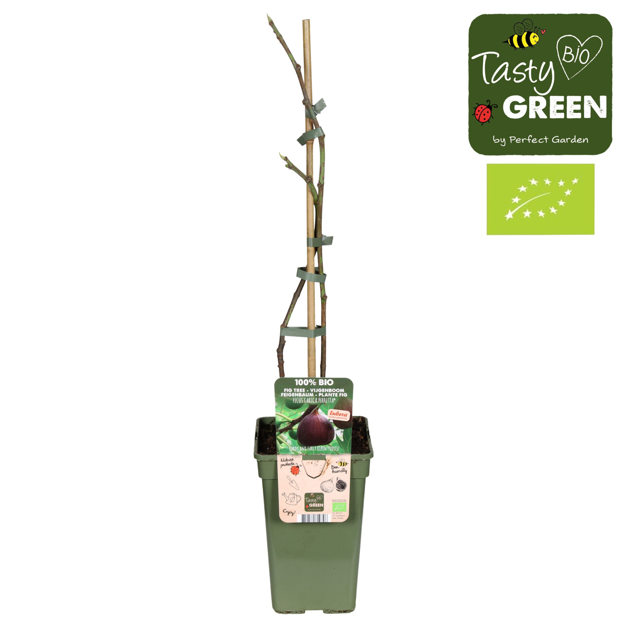 Ficus Gustissimo® Perretta® Bio P19, D 19 cm