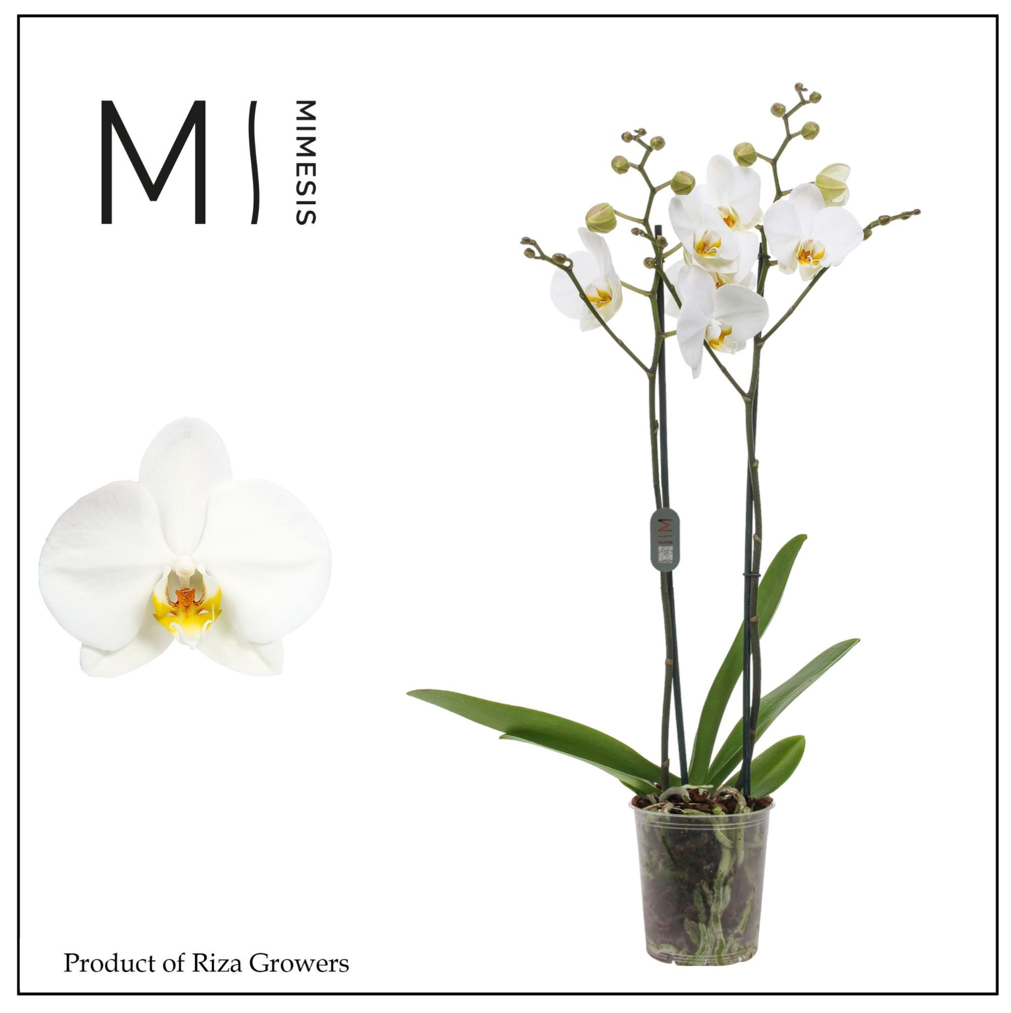 Phalaenopsis London 2 spike - 12cm | Mimesis, D 12 cm