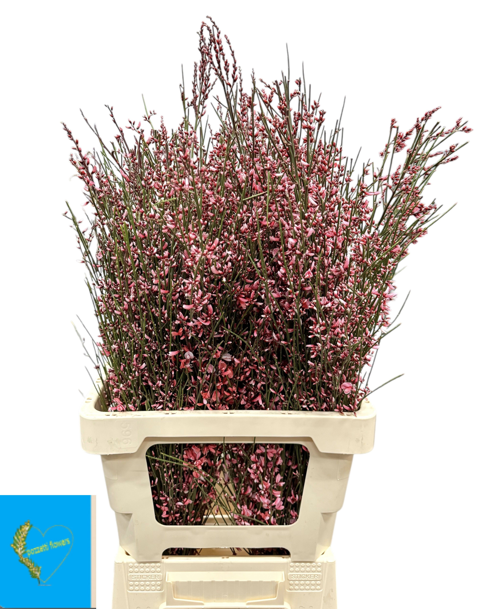 Гениста крашеная Пинк за пучок 65 (краш. ), пуч.