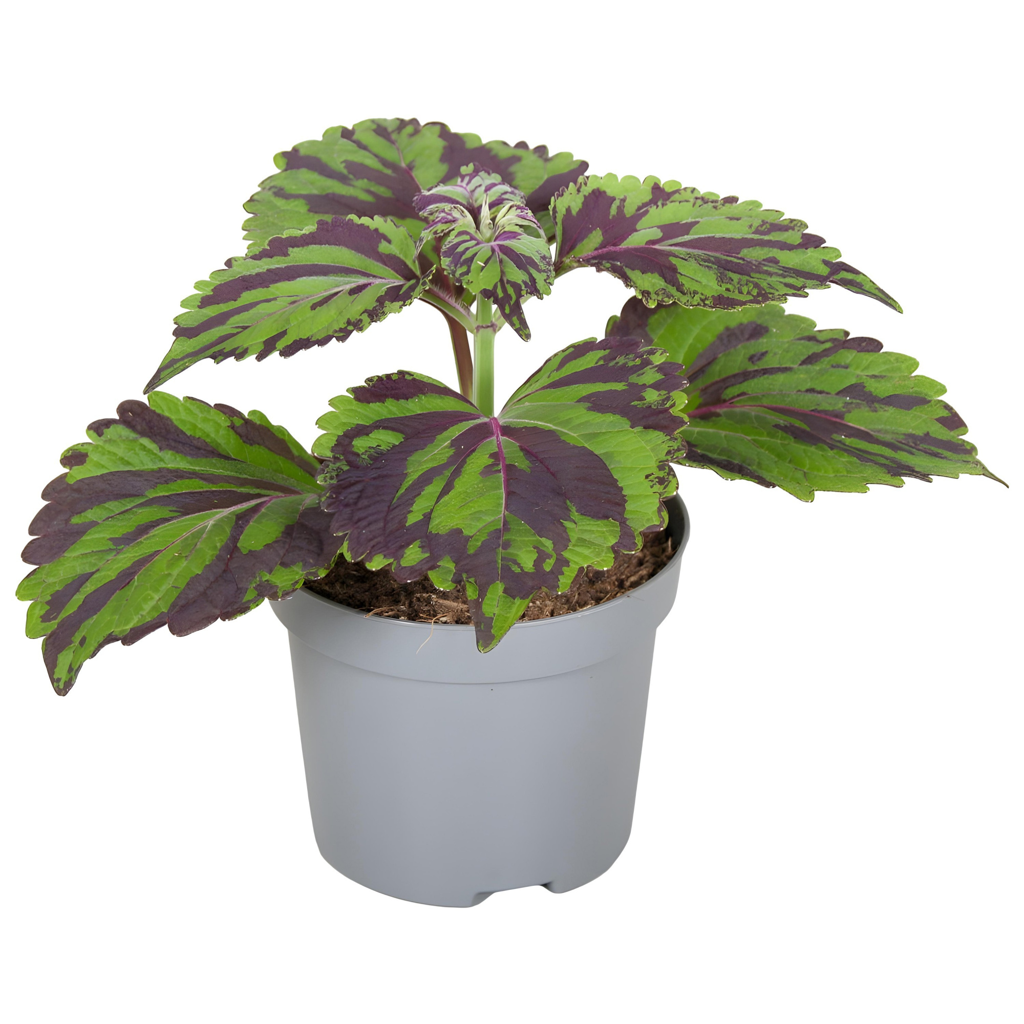 Coleus Tiger 9cm, D 9