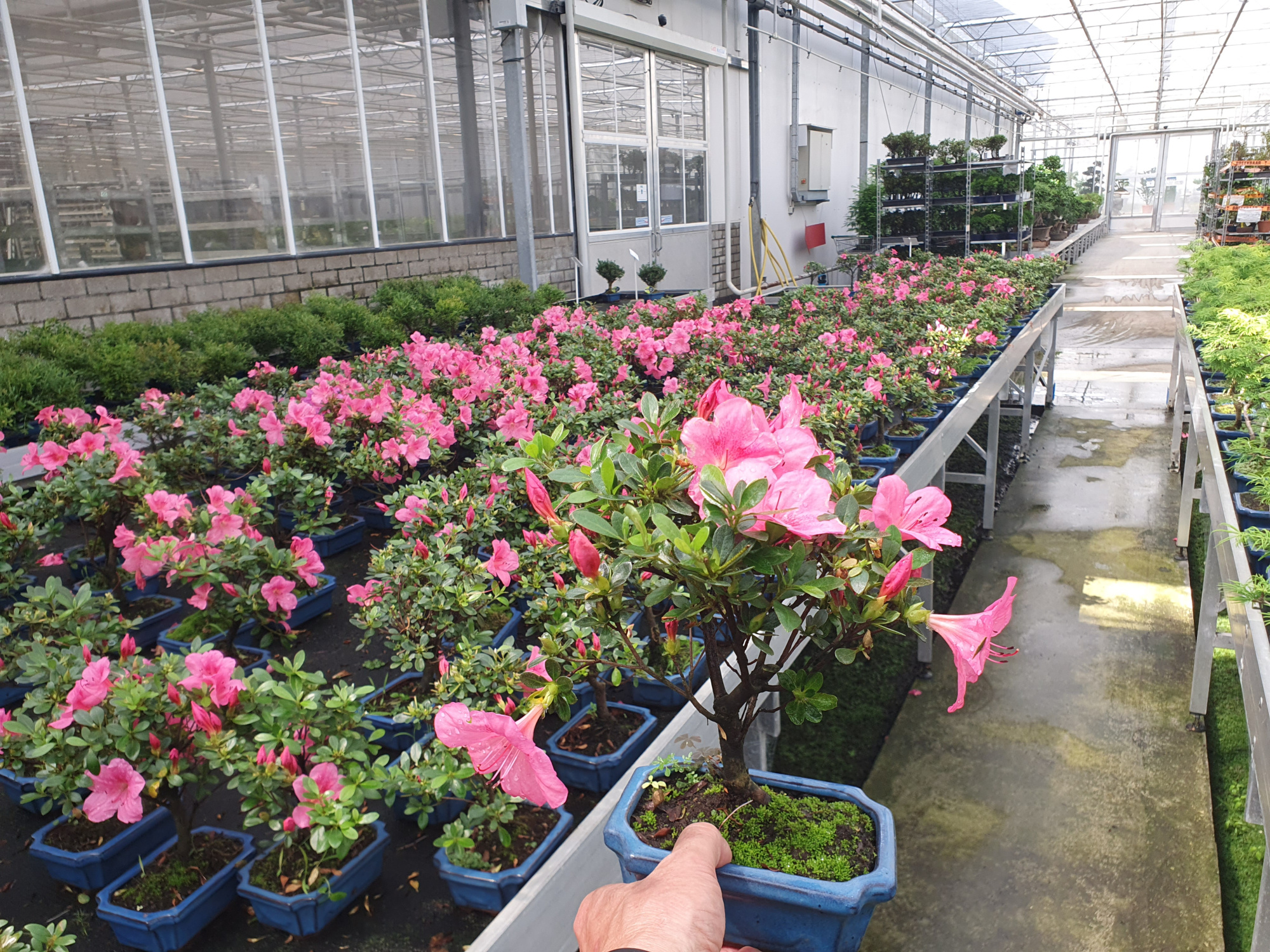 Rhododendron indicum, 15 cm broom, without drip tray, D 15 cm