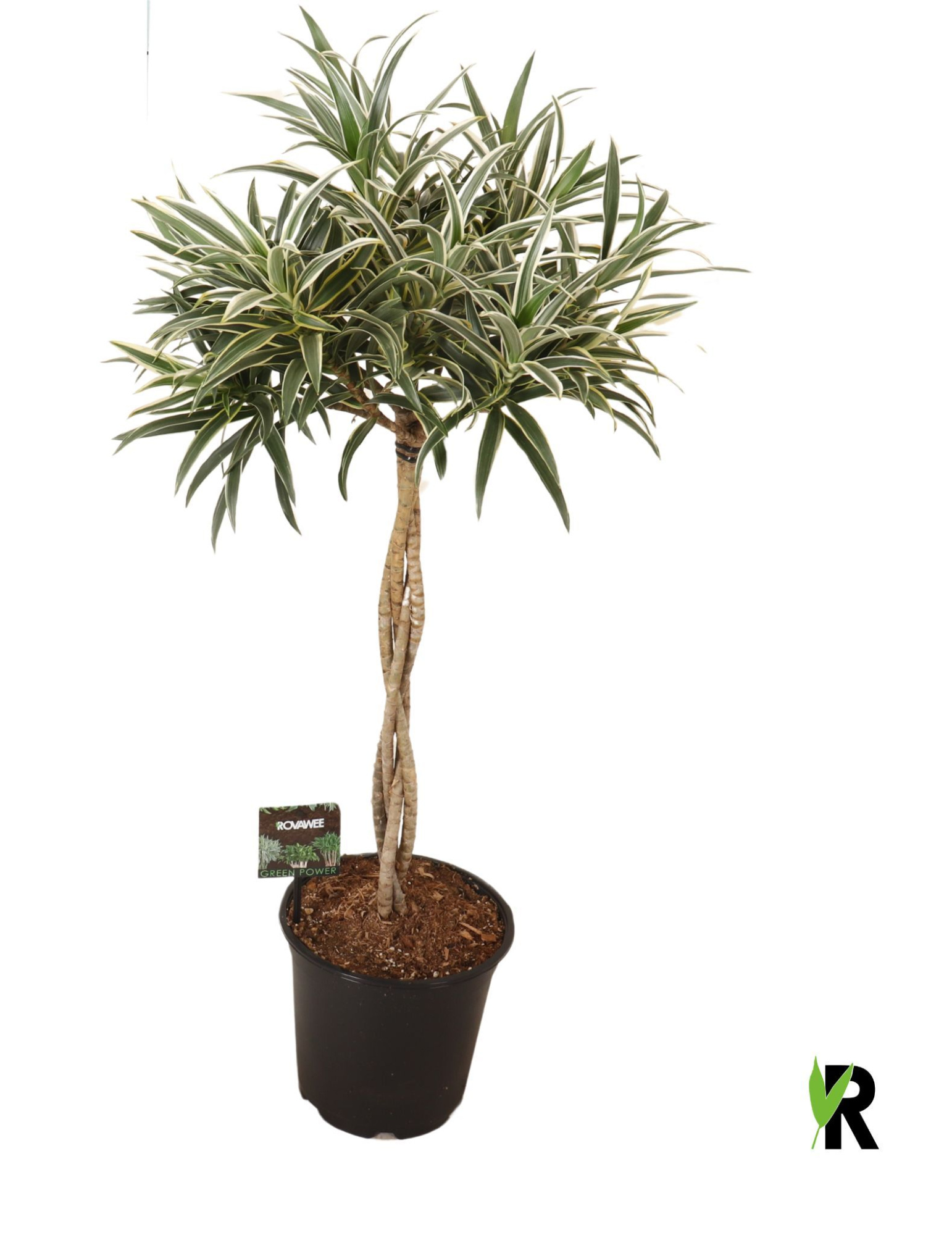 Dracaena reflexa Valentina gevlochten stam, D 21 cm