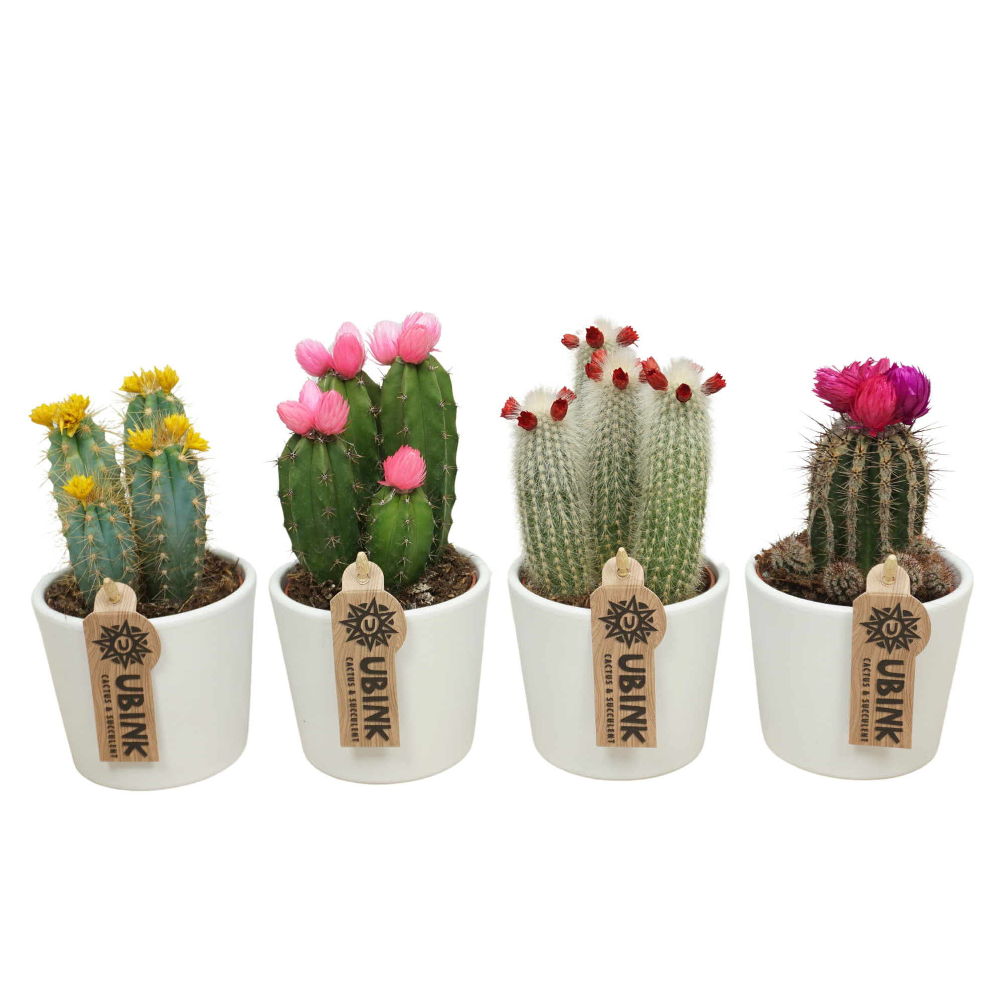 Cactus stro & plakbloem in 10 cm 'Wit Potje', D 8,5