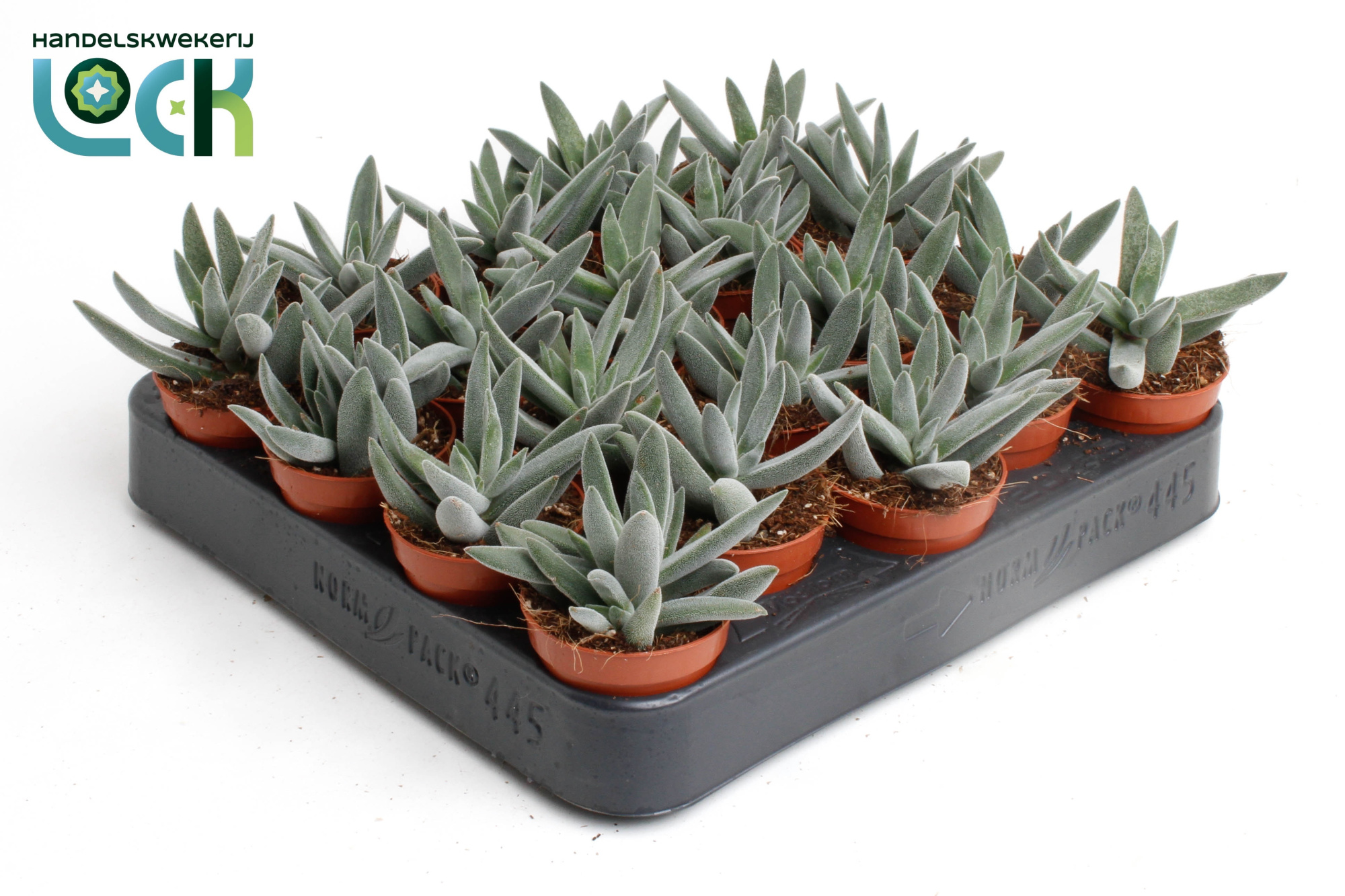 Crassula Silver, D 5,5 cm
