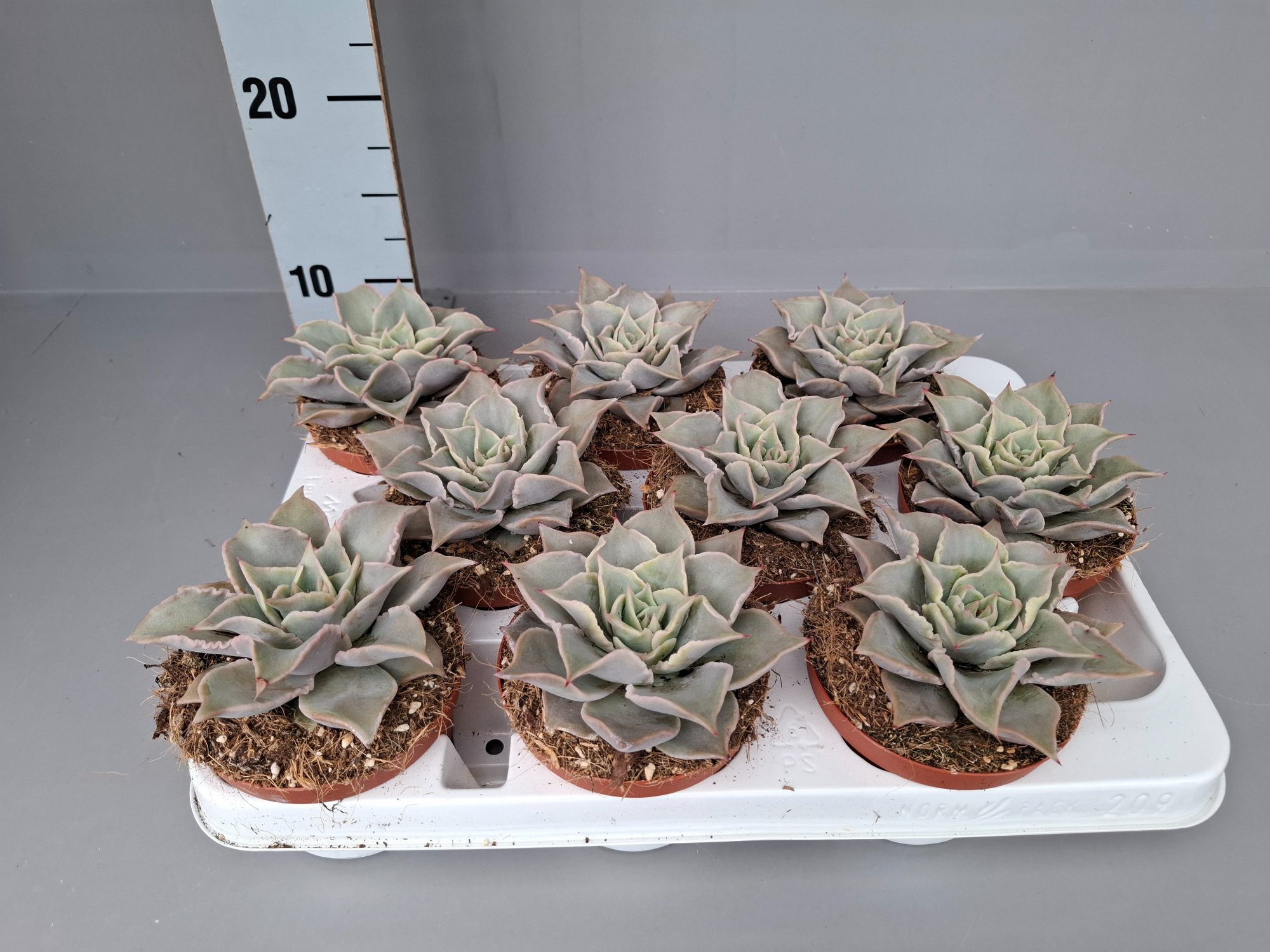Echeveria Madiba (Maradiba), D 11 cm