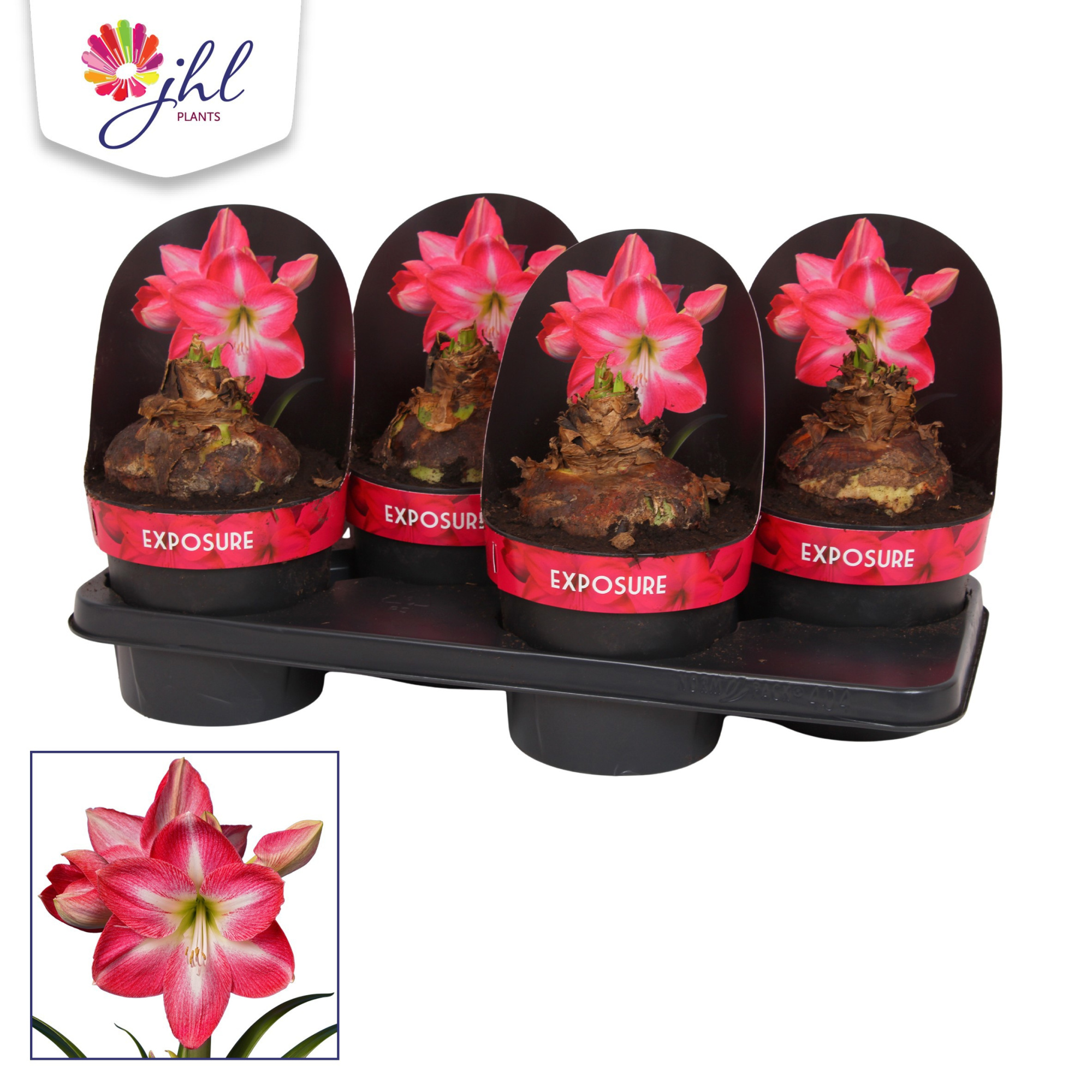 Amaryllis Exposure, D 17 cm