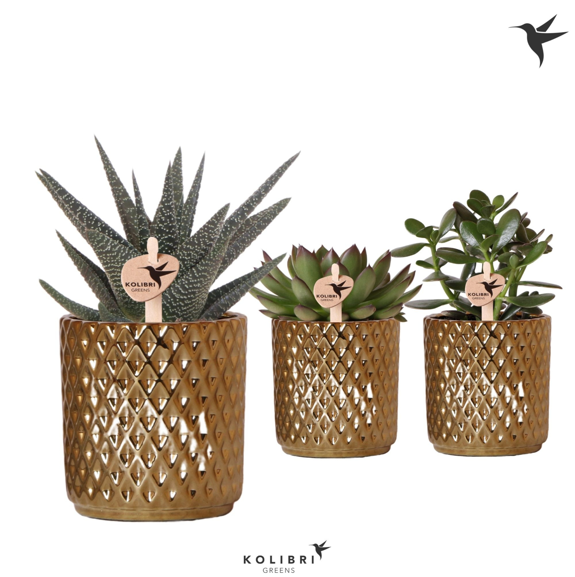 Kolibri Greens Succulenten mix in Diamond pot gold, D 9 cm