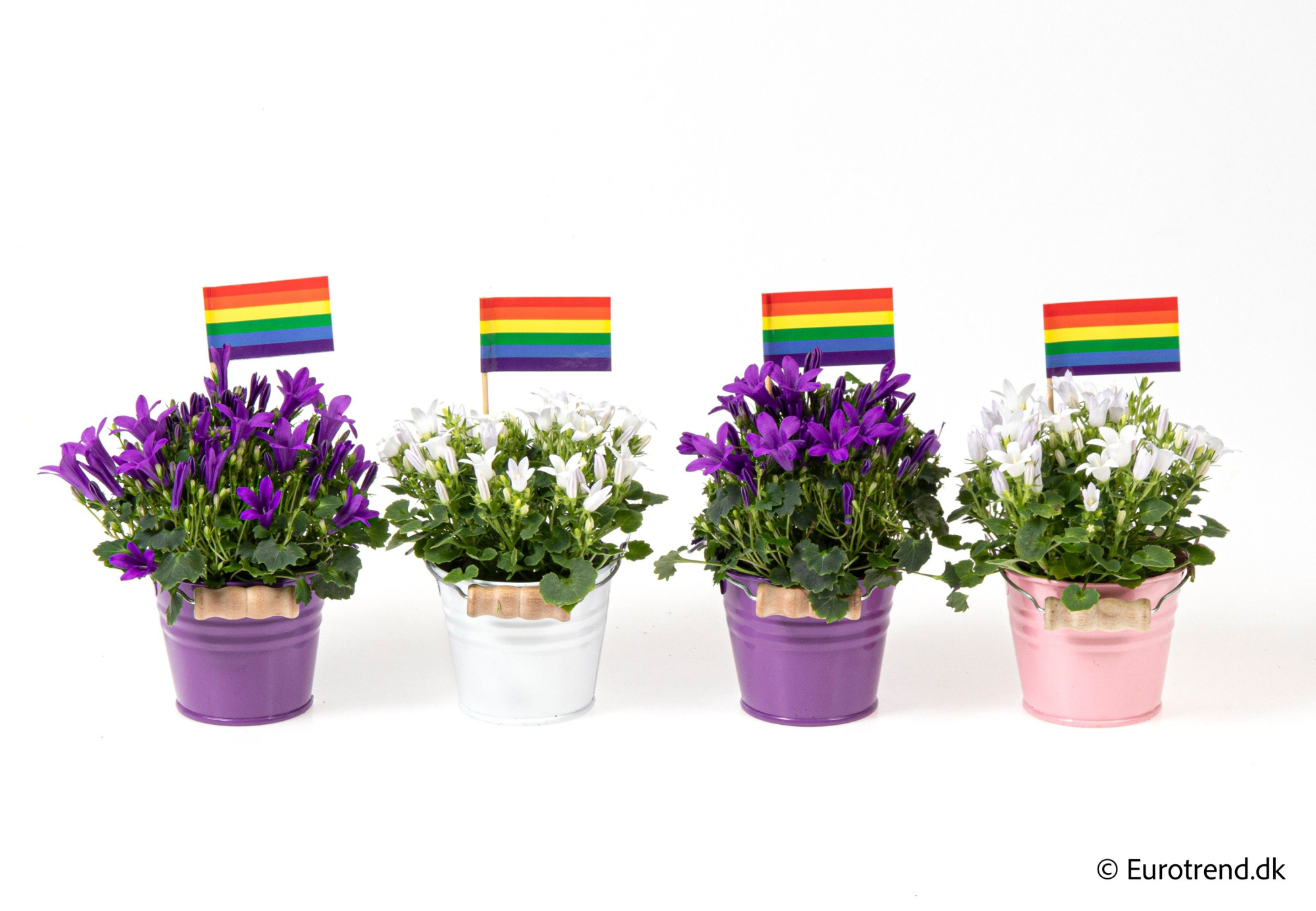 Campanula in zink pots - Spring, Summer & Autumn 2025, D 6 cm