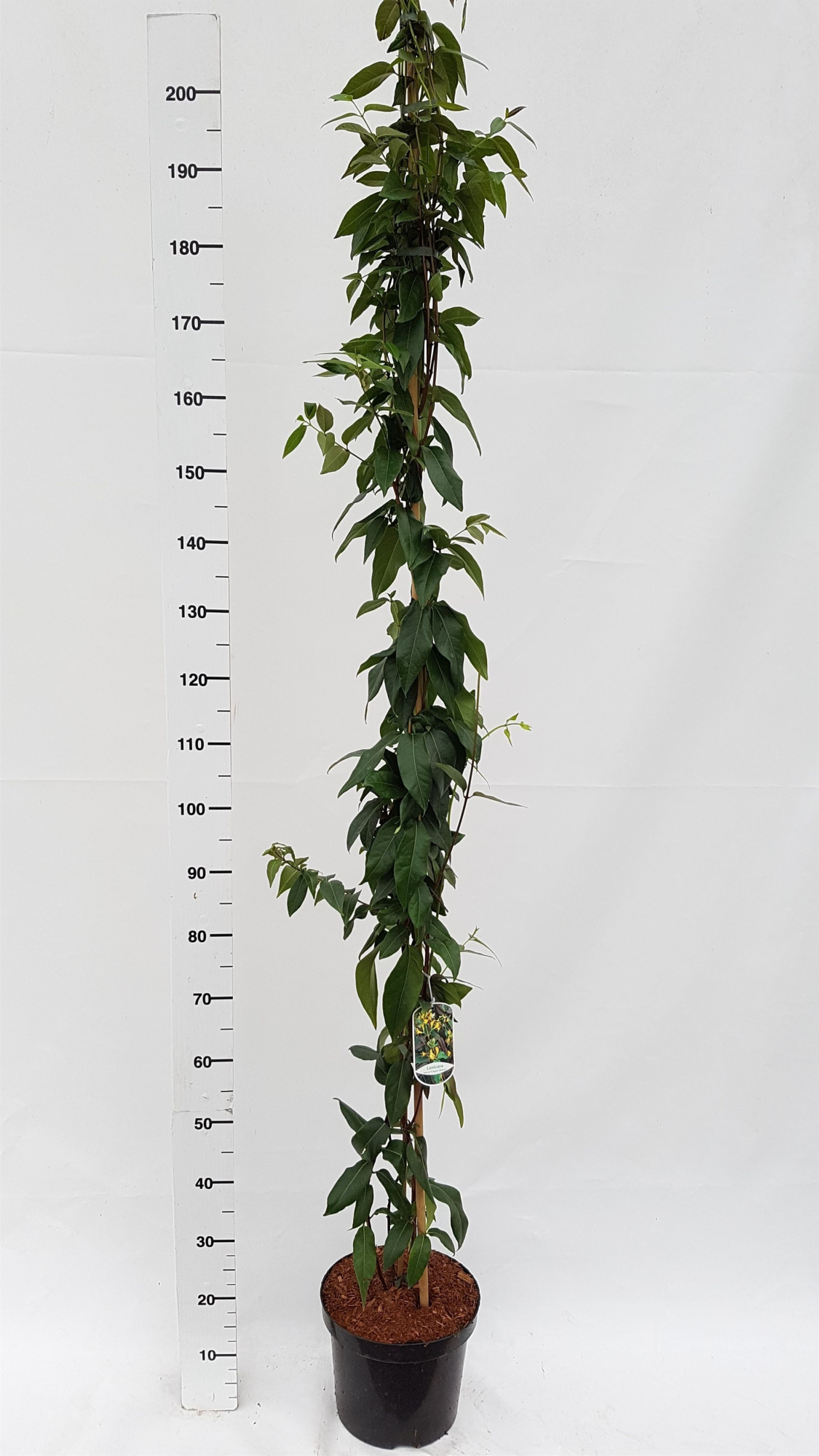 Lonicera henryi 'Copper Beauty', D 26 cm