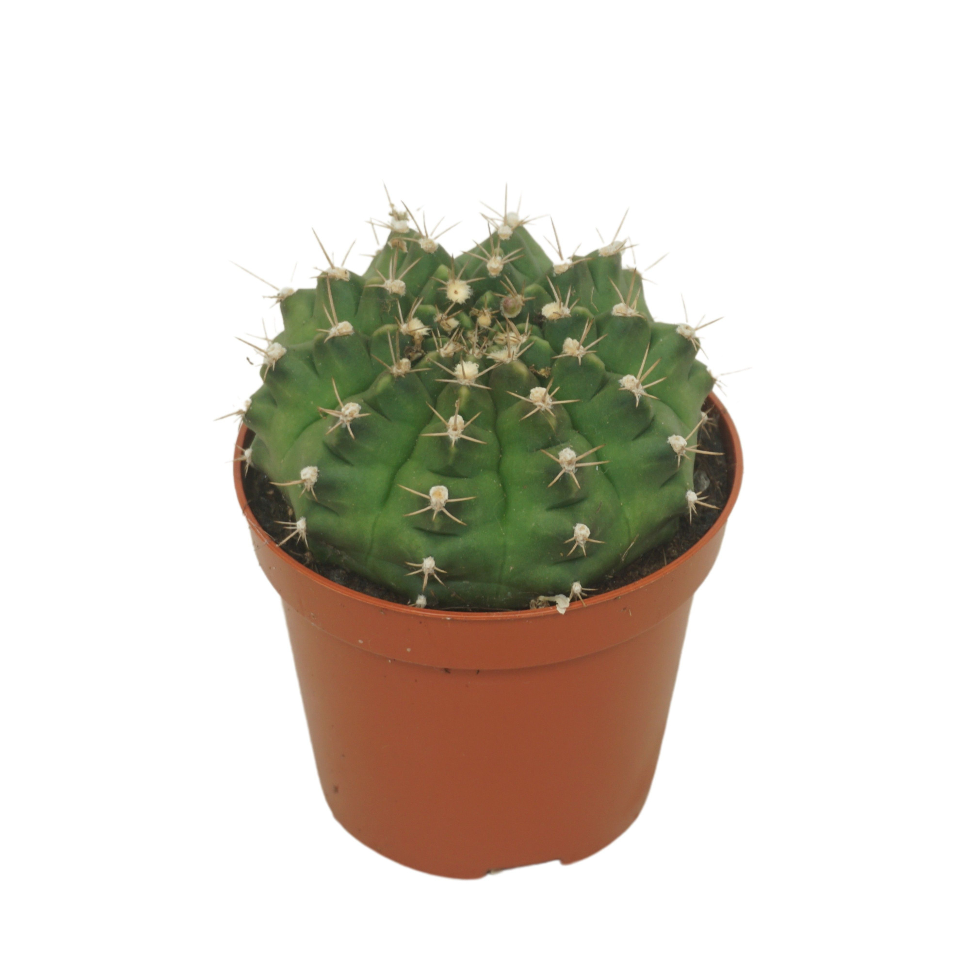 Gymnocalycium damsii 8,5 cm, D 8,5 cm