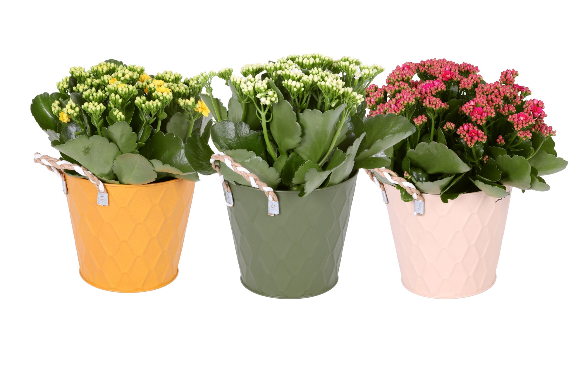 KP-876.1 - Kalanchoe Rosalina 15cm in luxe zink 3 kleuren, D 15 cm