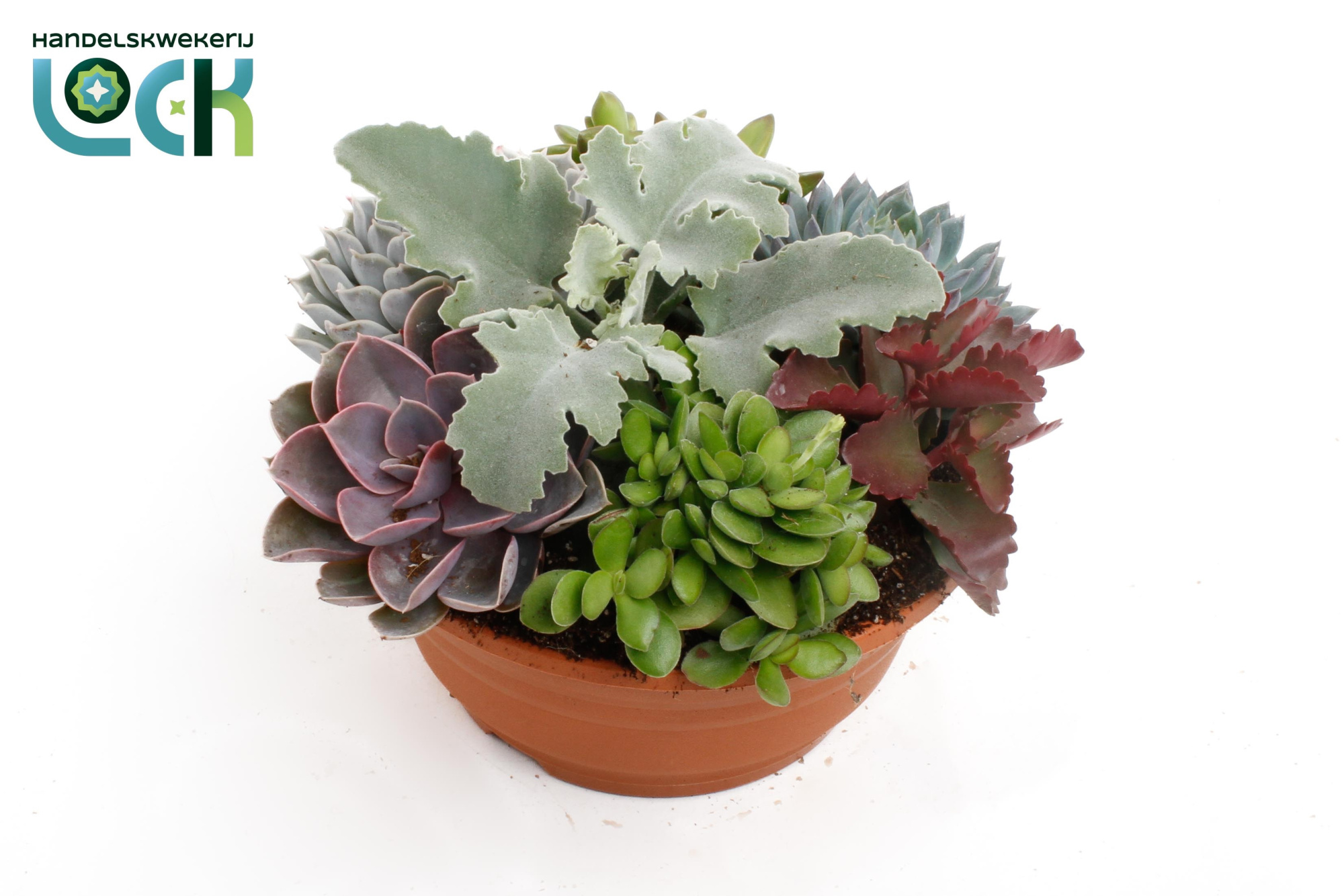 Succulenten mix in voorjaarss, D 20