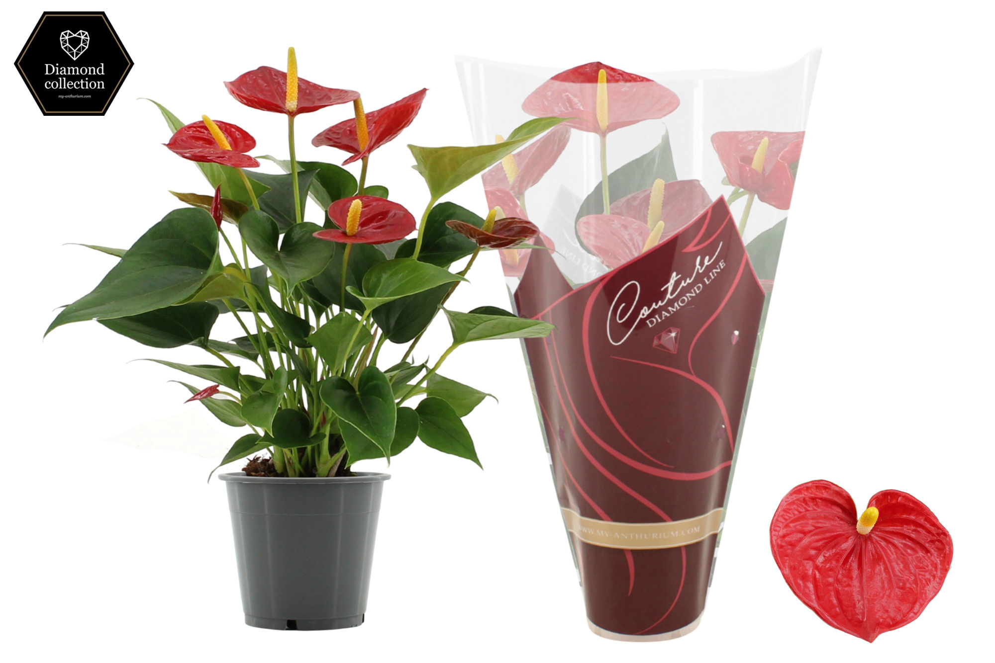 Anthurium 12 cm Diamond Red in Couture Diamond Line Purple sleeve, D 12