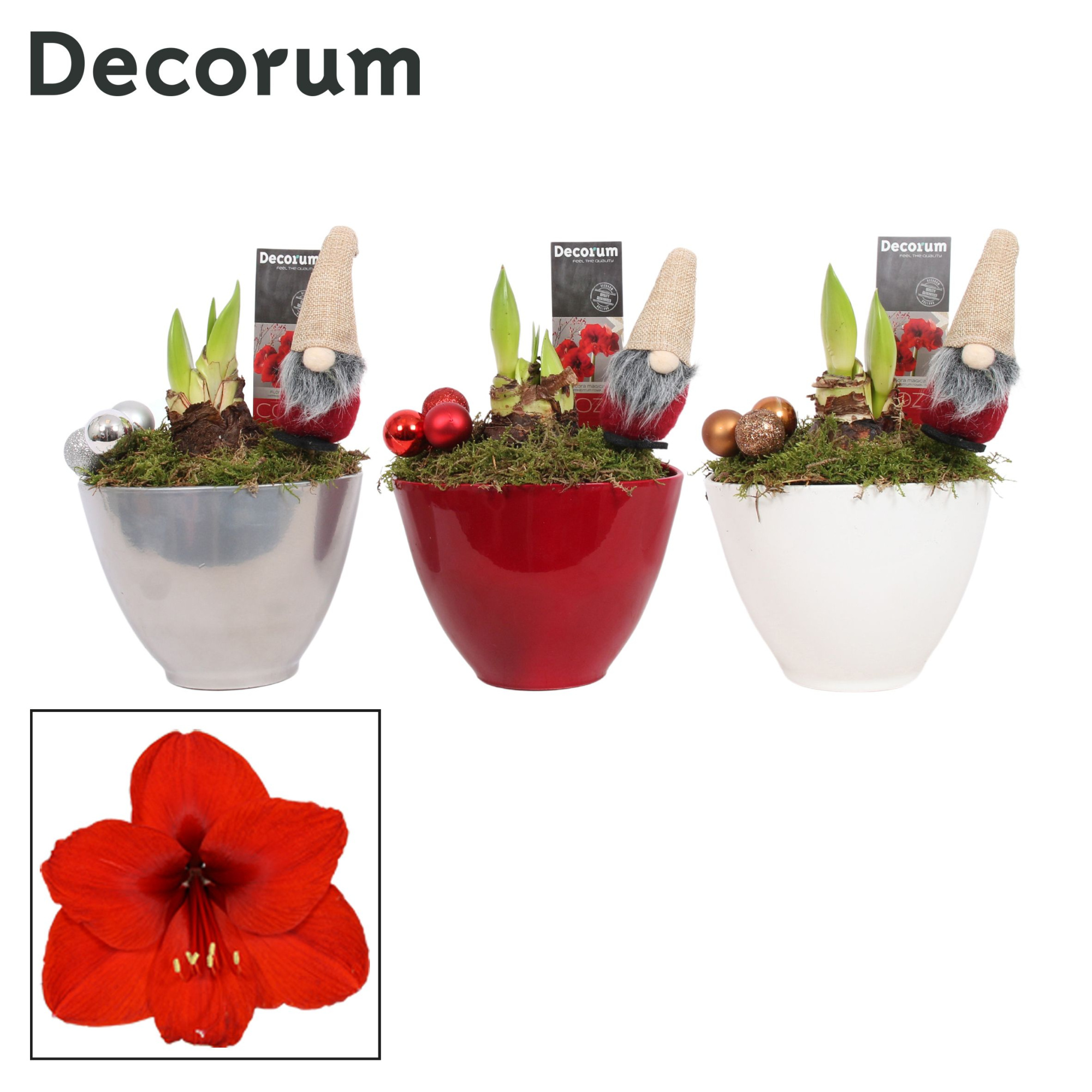 Amaryllis Rood 2 Knop Faja KERST (Decorum), D 12 cm