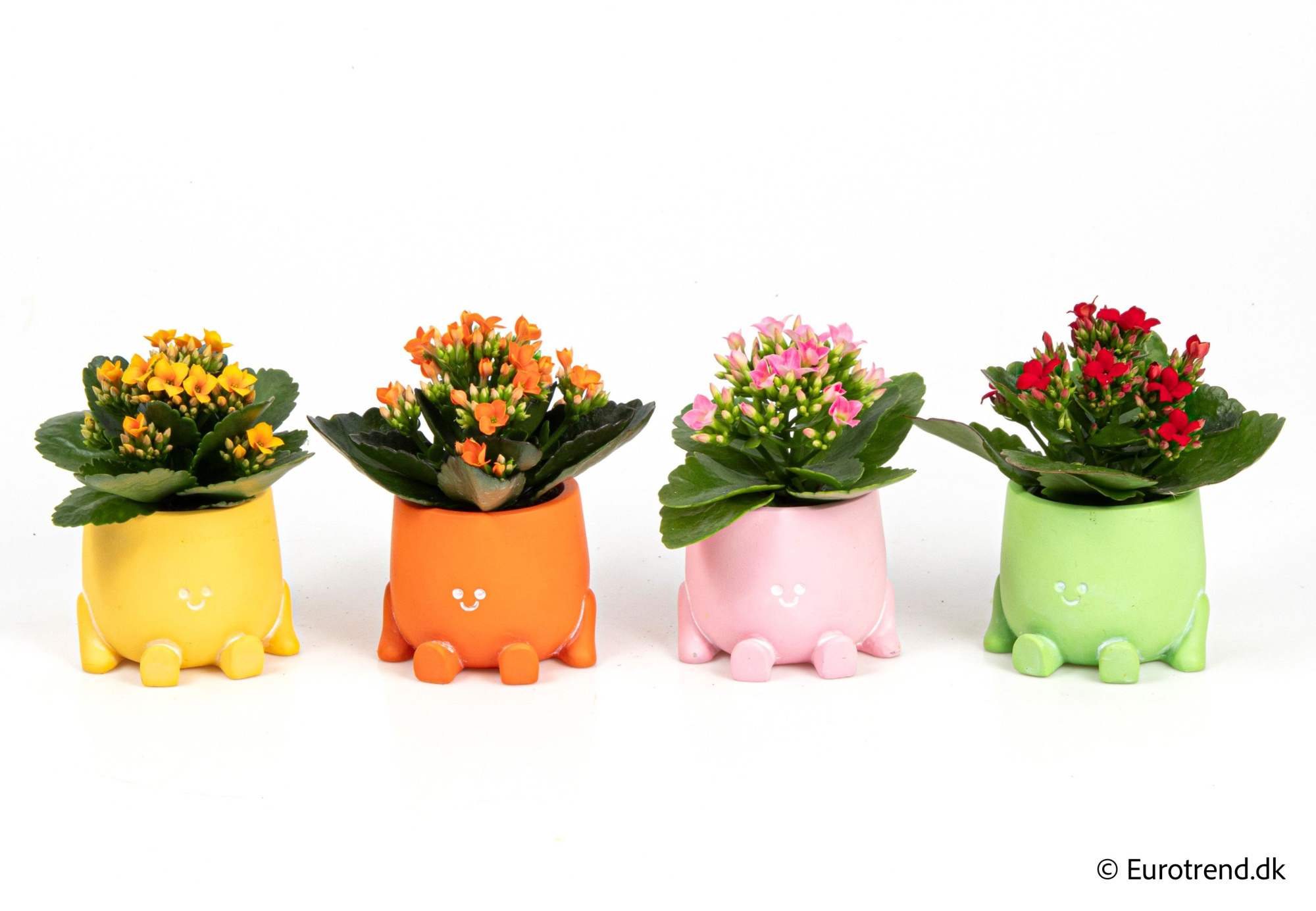 Kalanchoe in ceramic - Spring, Summer & Autumn 2025, D 6 cm