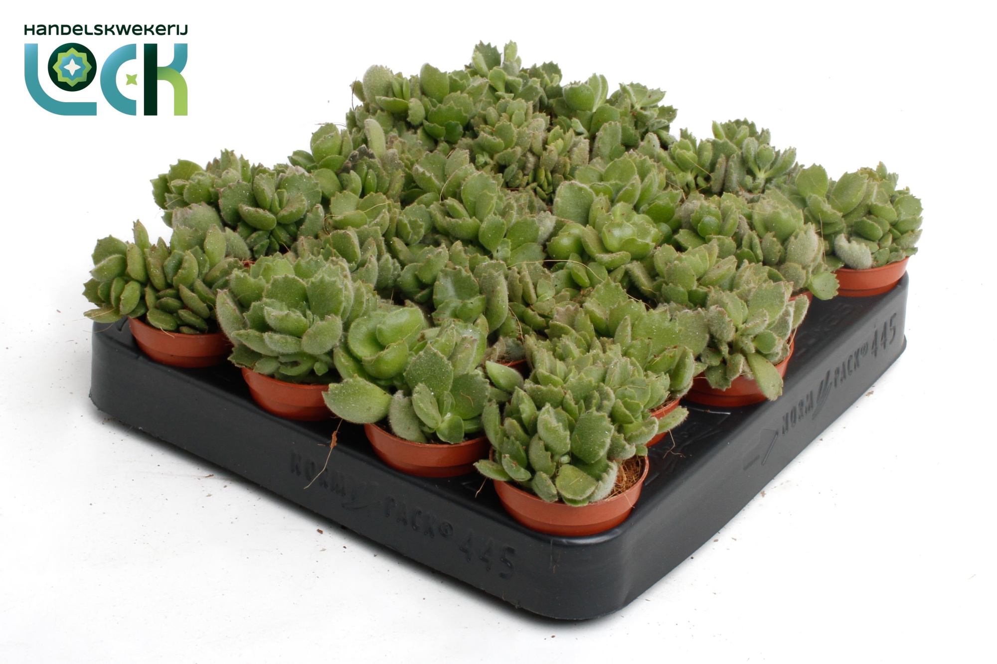 Cotyledon Ladismithiensis tanz, D 5,5 cm