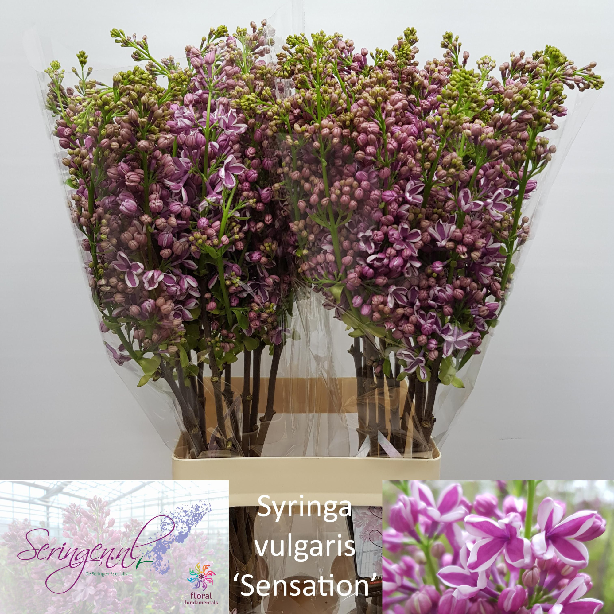 Сирень Сенсейшн 70 (фиолет.), шт.